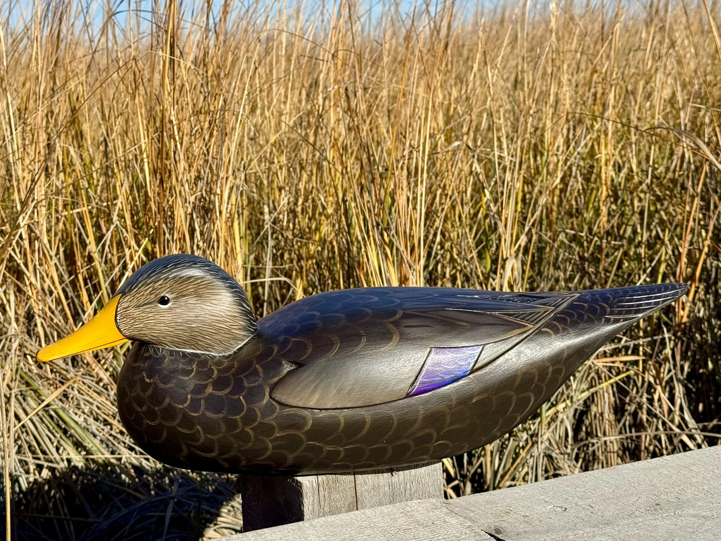 Content Drake Black Duck in the Marsh