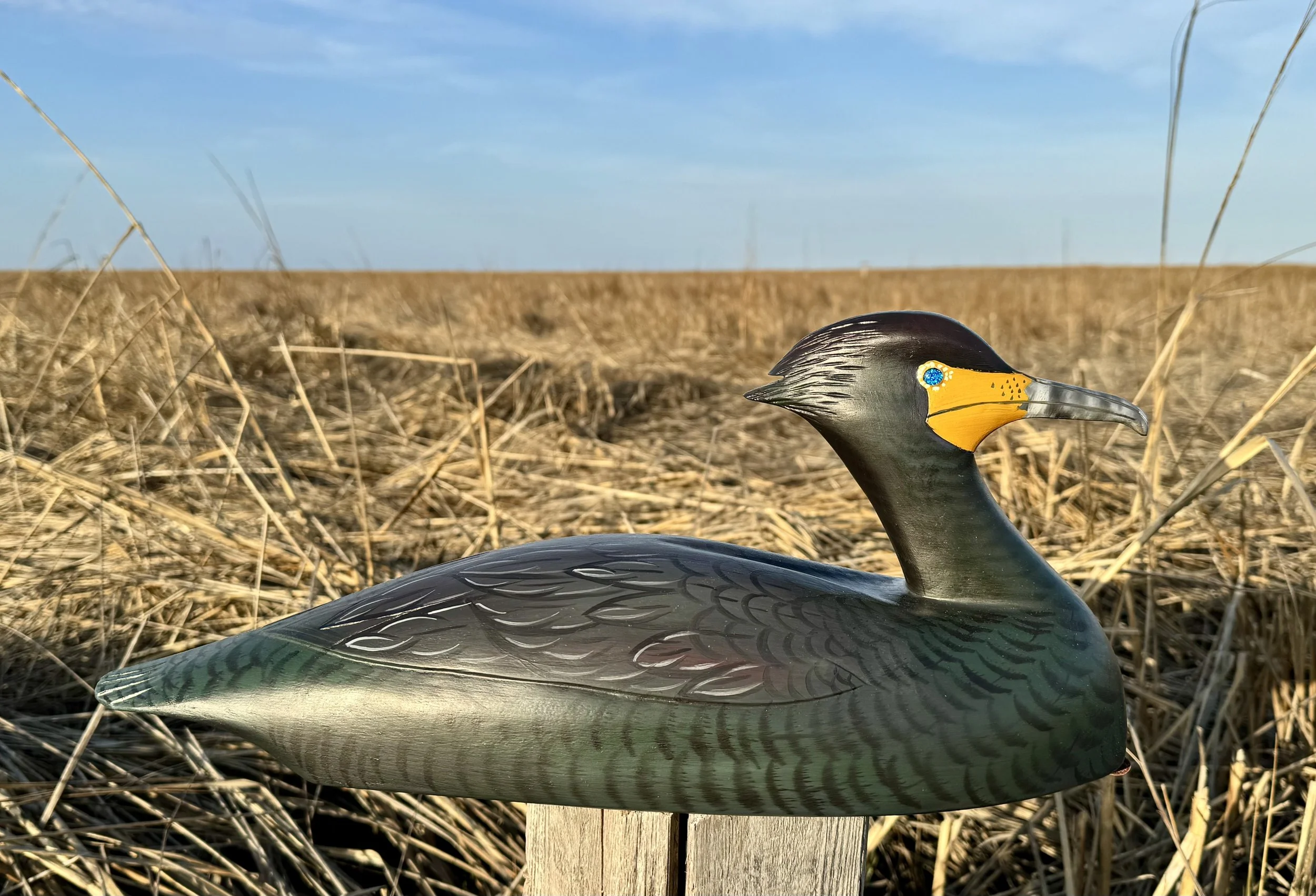 Double Crested Cormorant