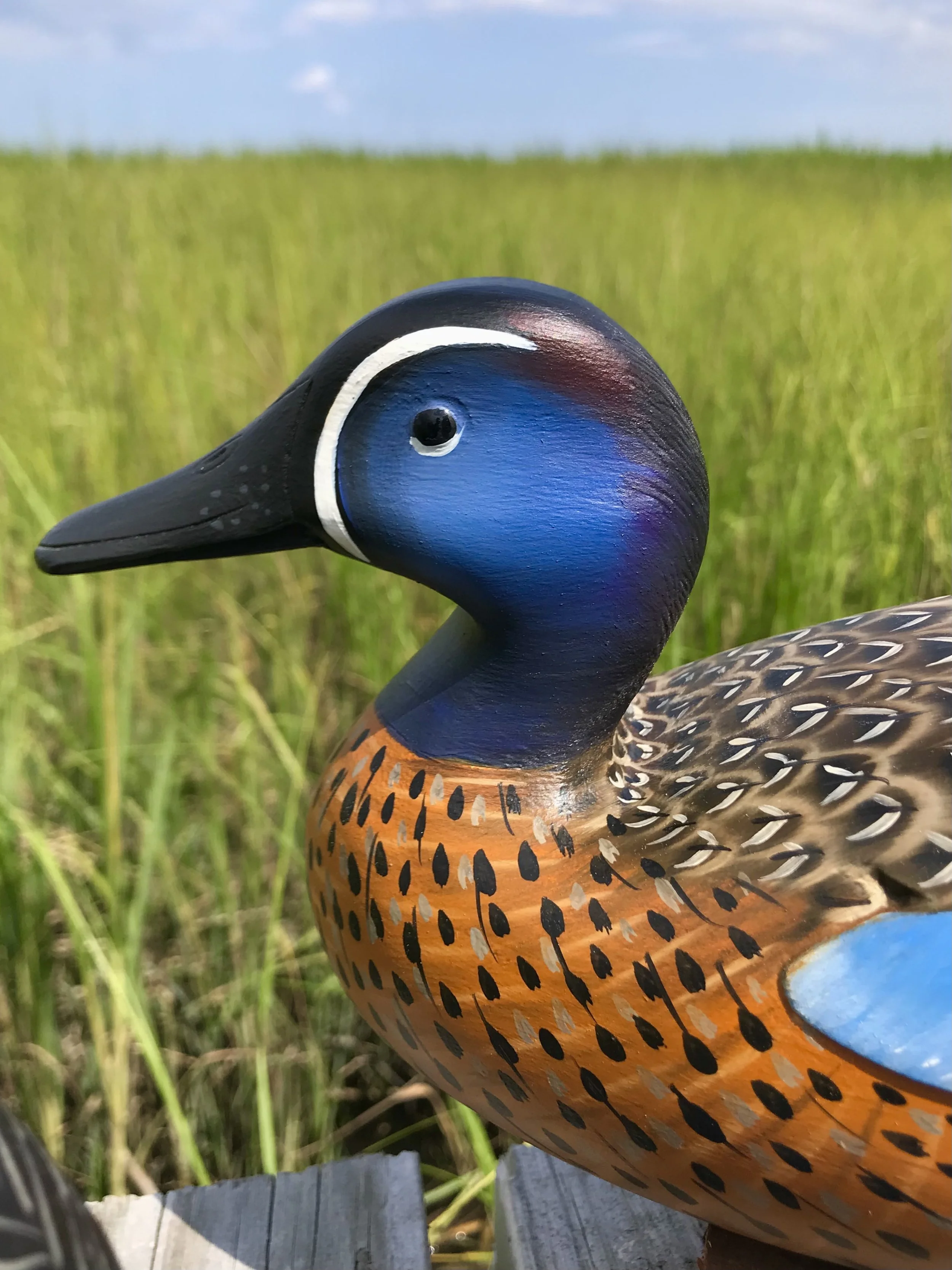 Blue wing teal drake - head detail.
