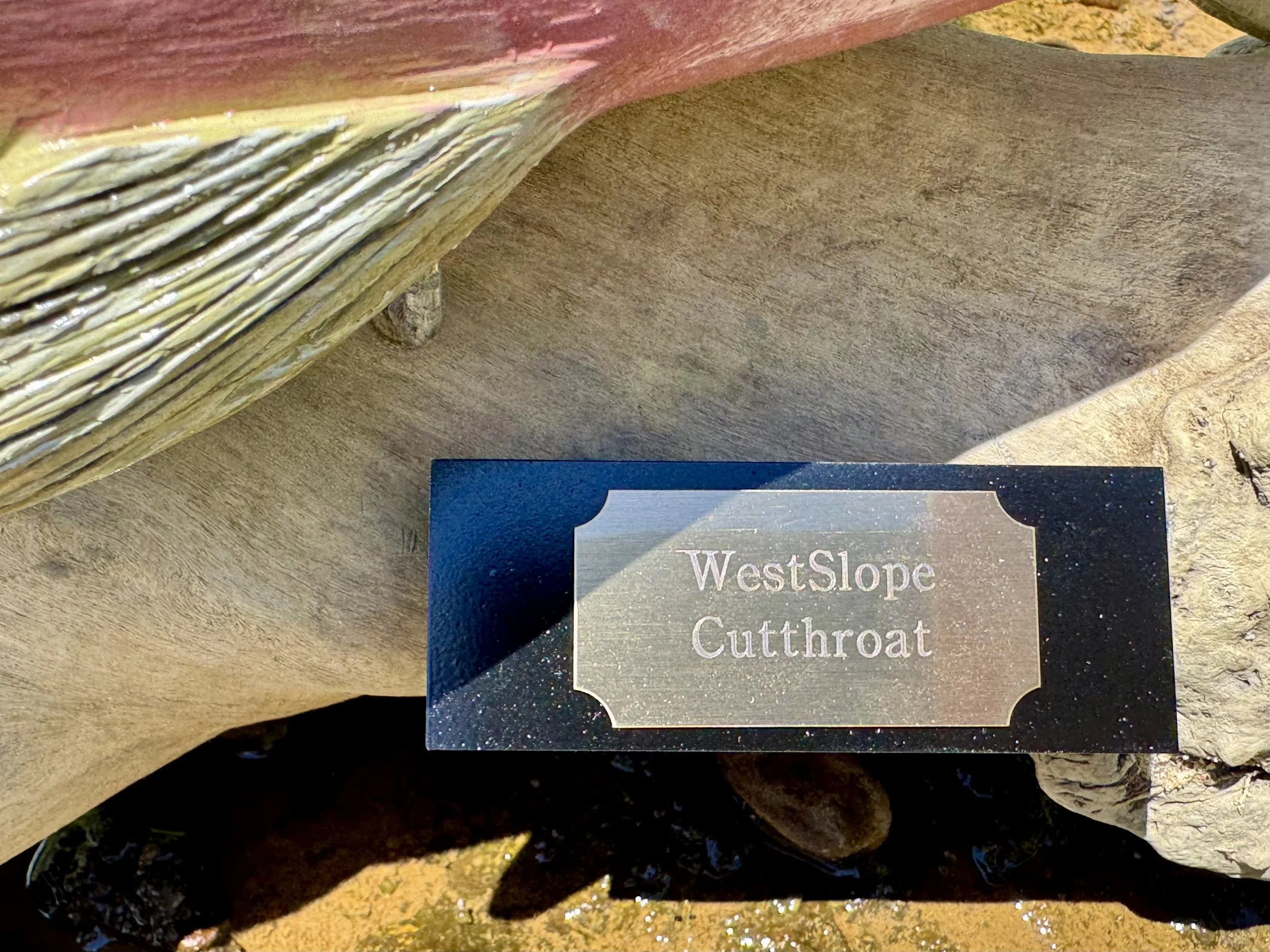 Westslope trout Engraving