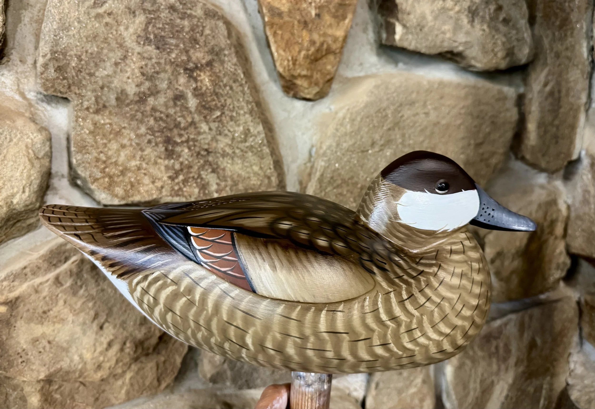 Content Winter Plumage Ruddy Duck Drake Urn