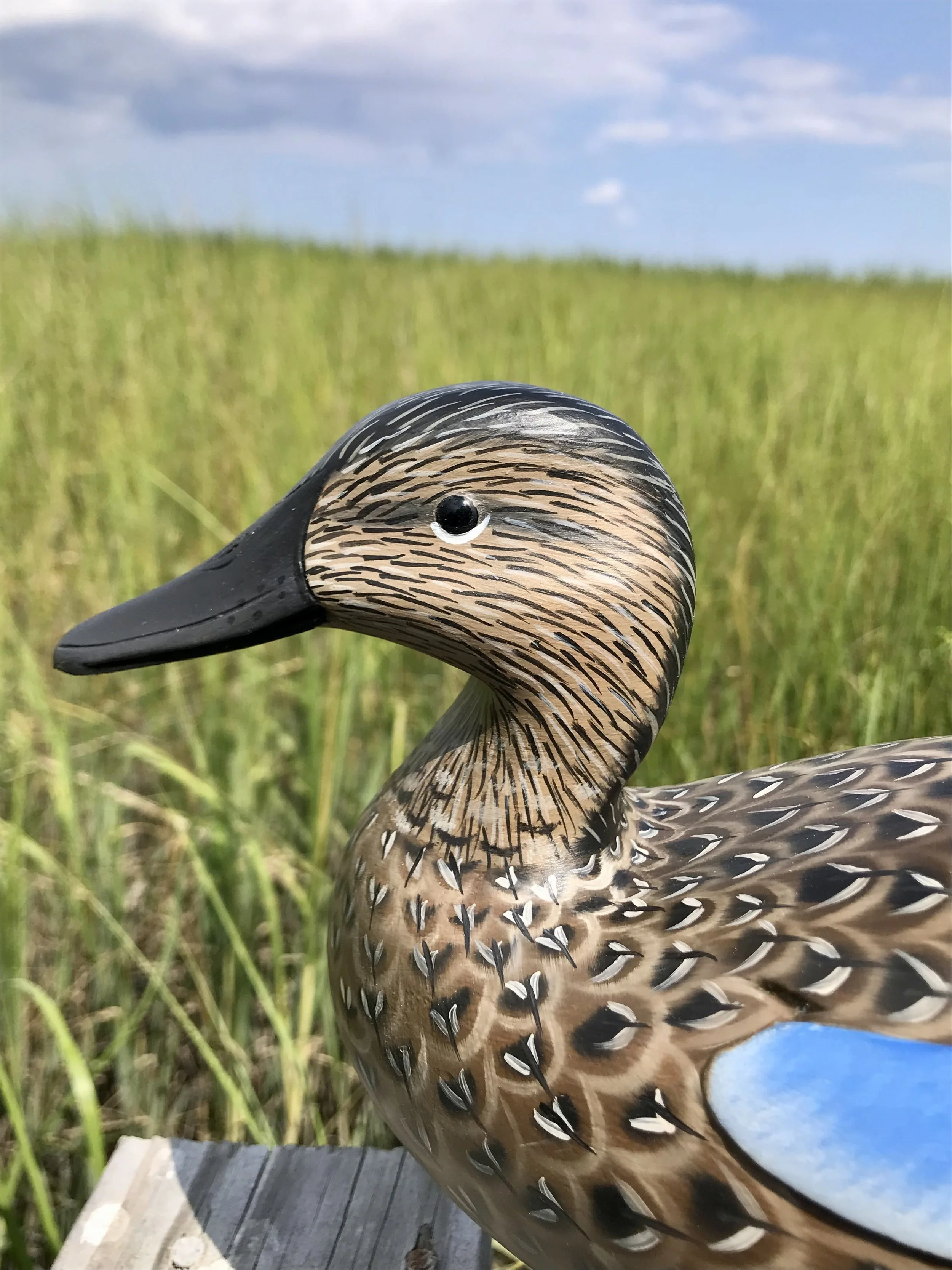 Blue wing teal hen - head detail.
