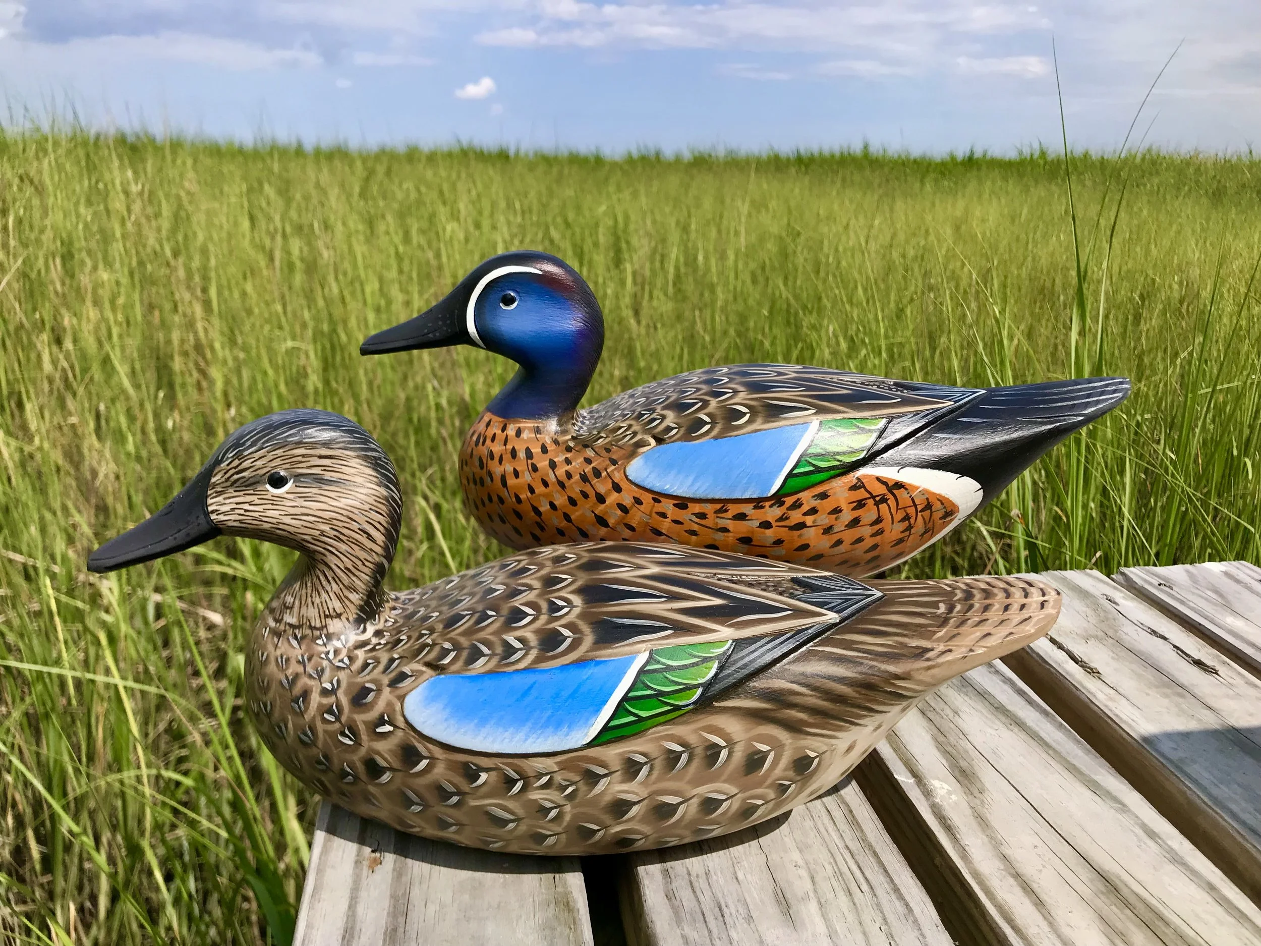 Hen blue wing teal decoy in foreground.