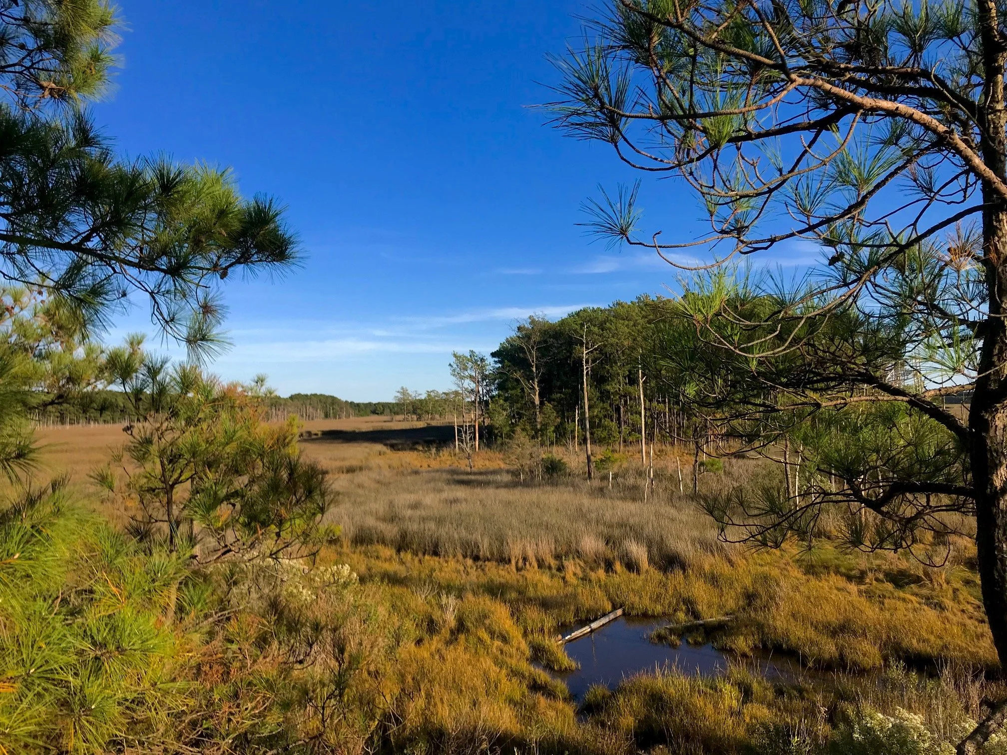 deer stand view, eastern shore