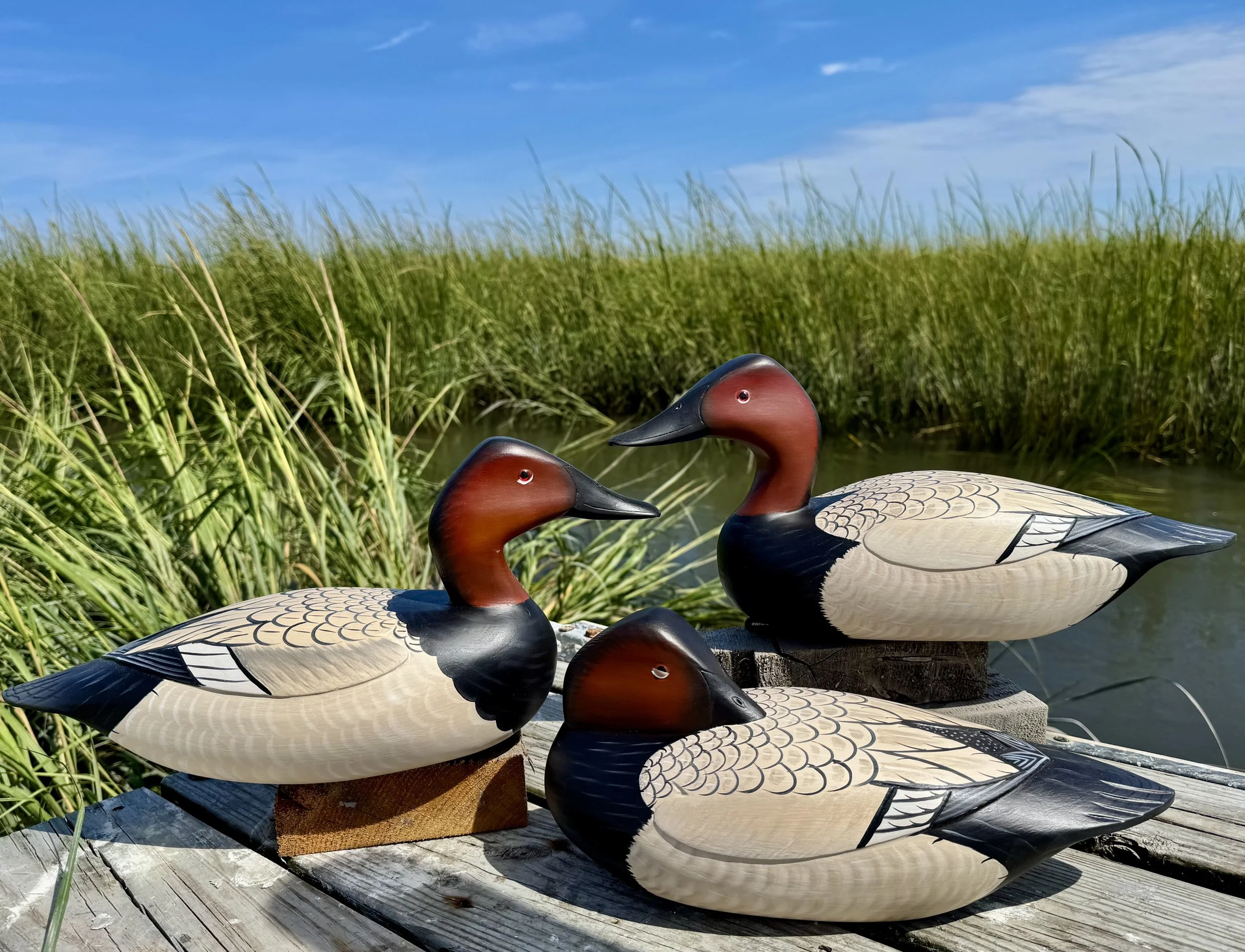 Trio of Drake Canvasbacks.