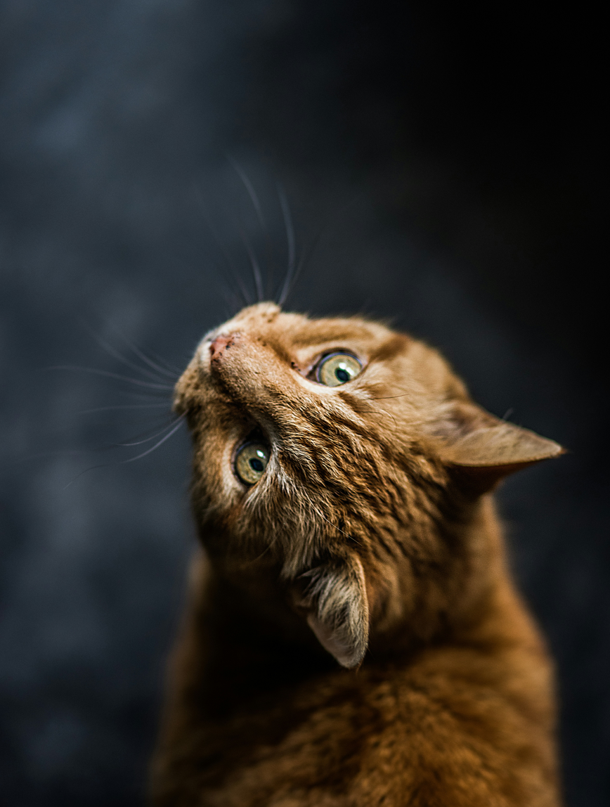 Close-up of a brown tabby cat looking up with green eyes against a dark background.