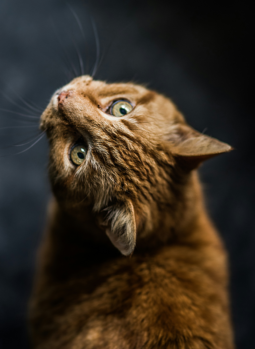 Close-up of a brown tabby cat looking upward against a dark background.