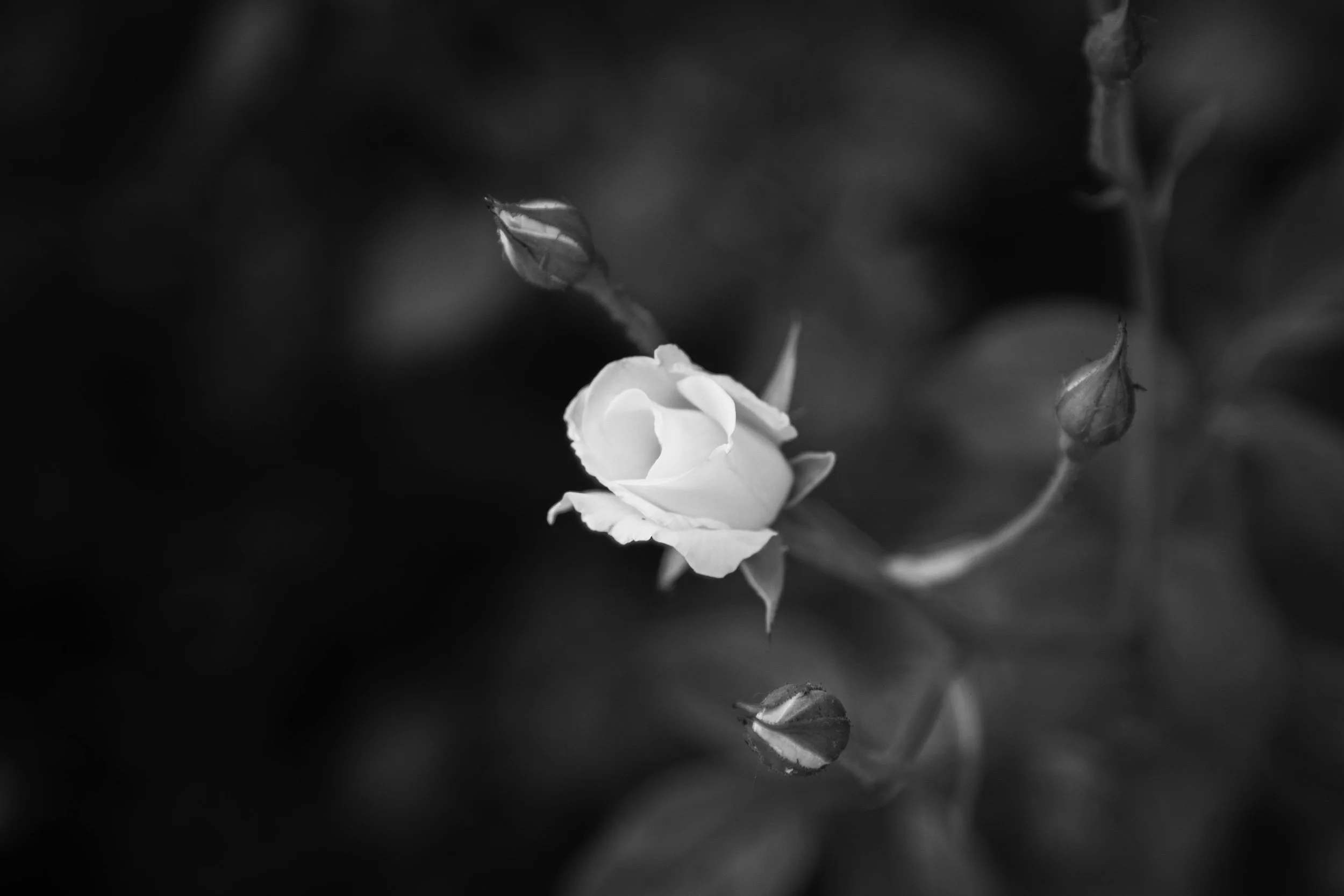A black and white photograph of a blooming flower with surrounding buds.