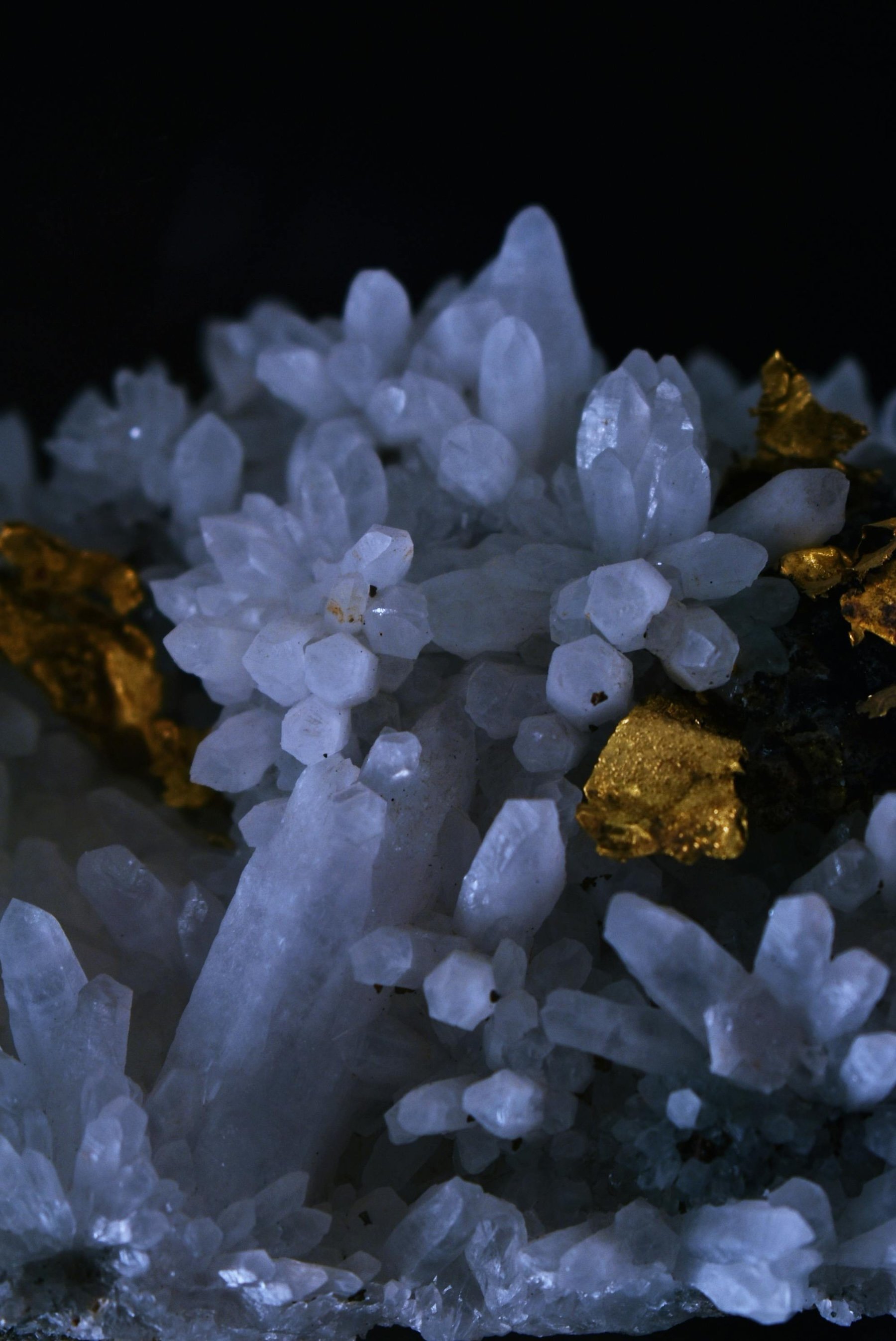 Close-up of white crystalline mineral with gold-colored mineral fragments on a dark background.