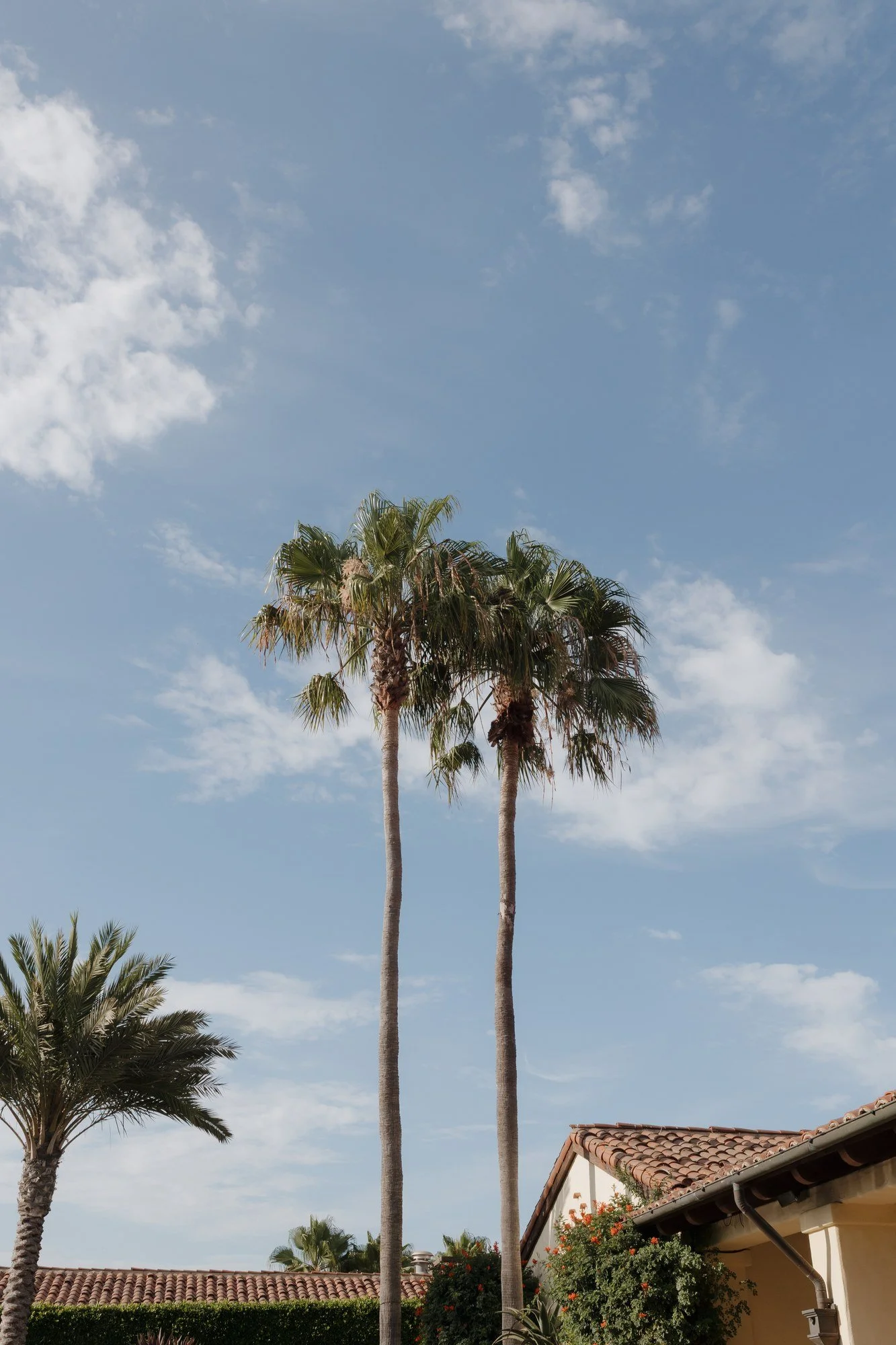 Tall palm trees against a blue sky at Estancia La Jolla