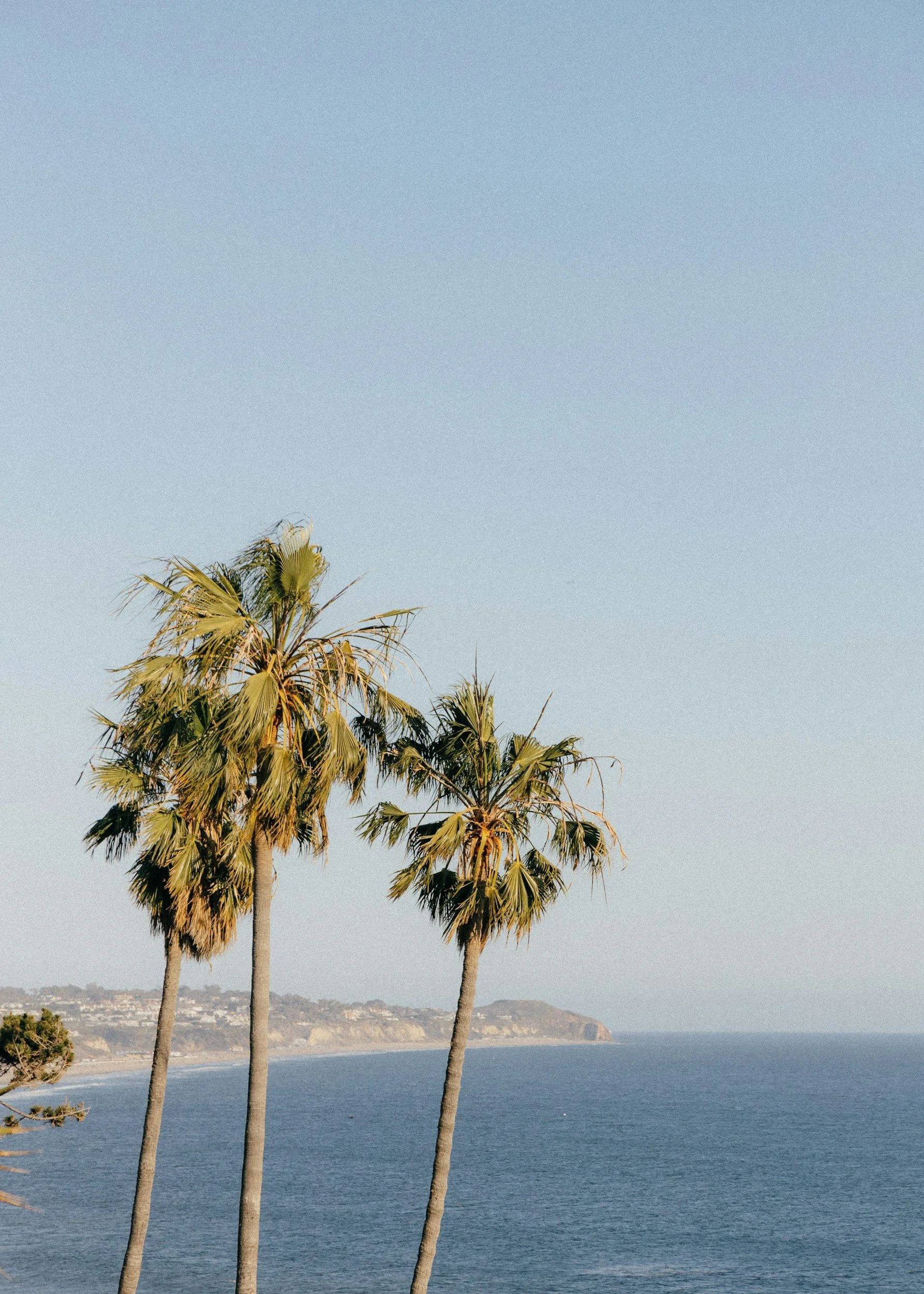 Two tall palm trees on a shoreline, with the ocean and cliffs in the distance under a clear sky.