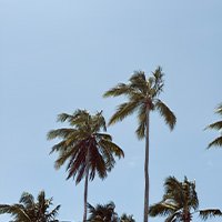 Several palm trees against a clear blue sky.