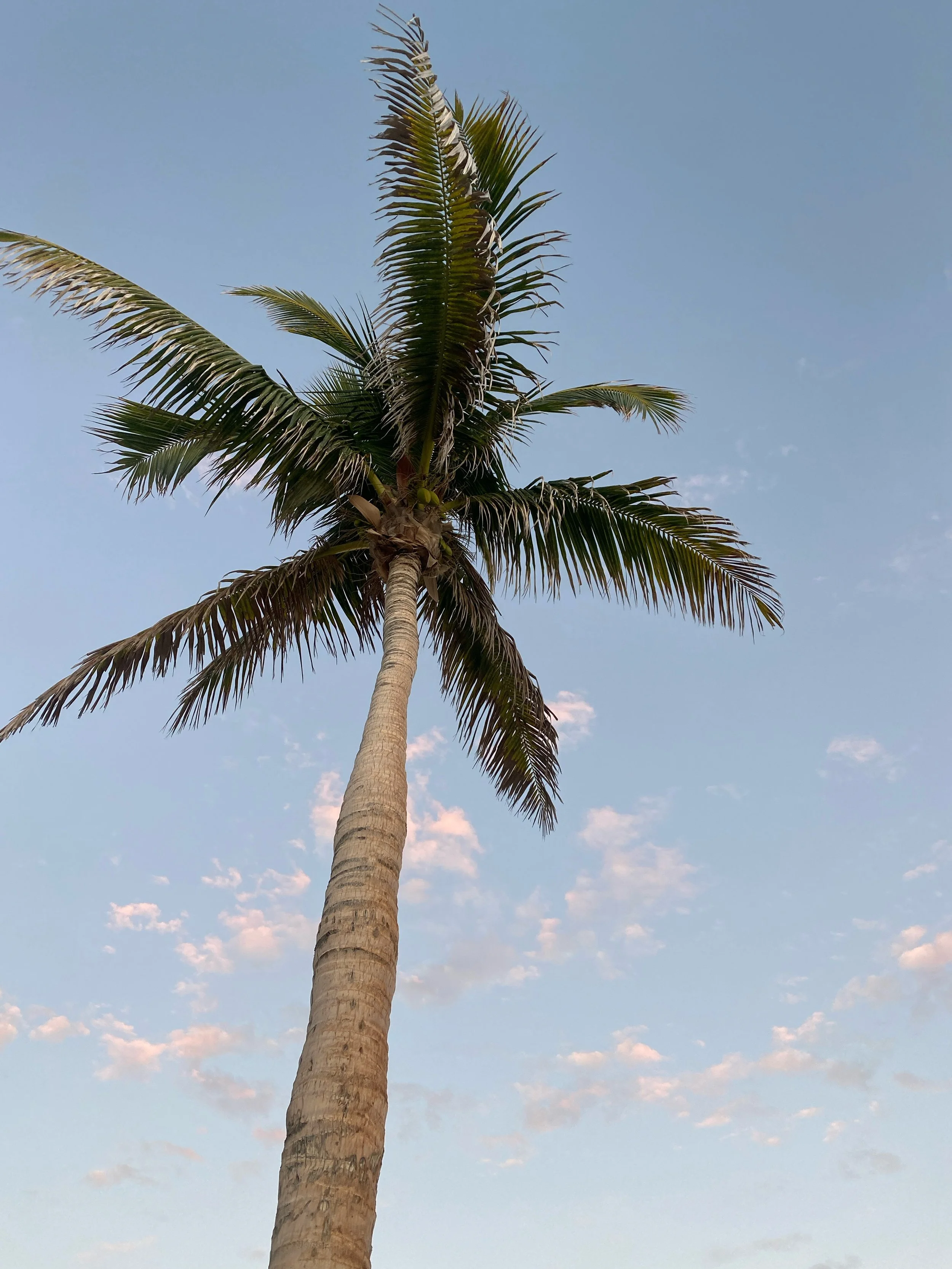 A tall palm tree with green fronds against a light blue sky with scattered clouds.
