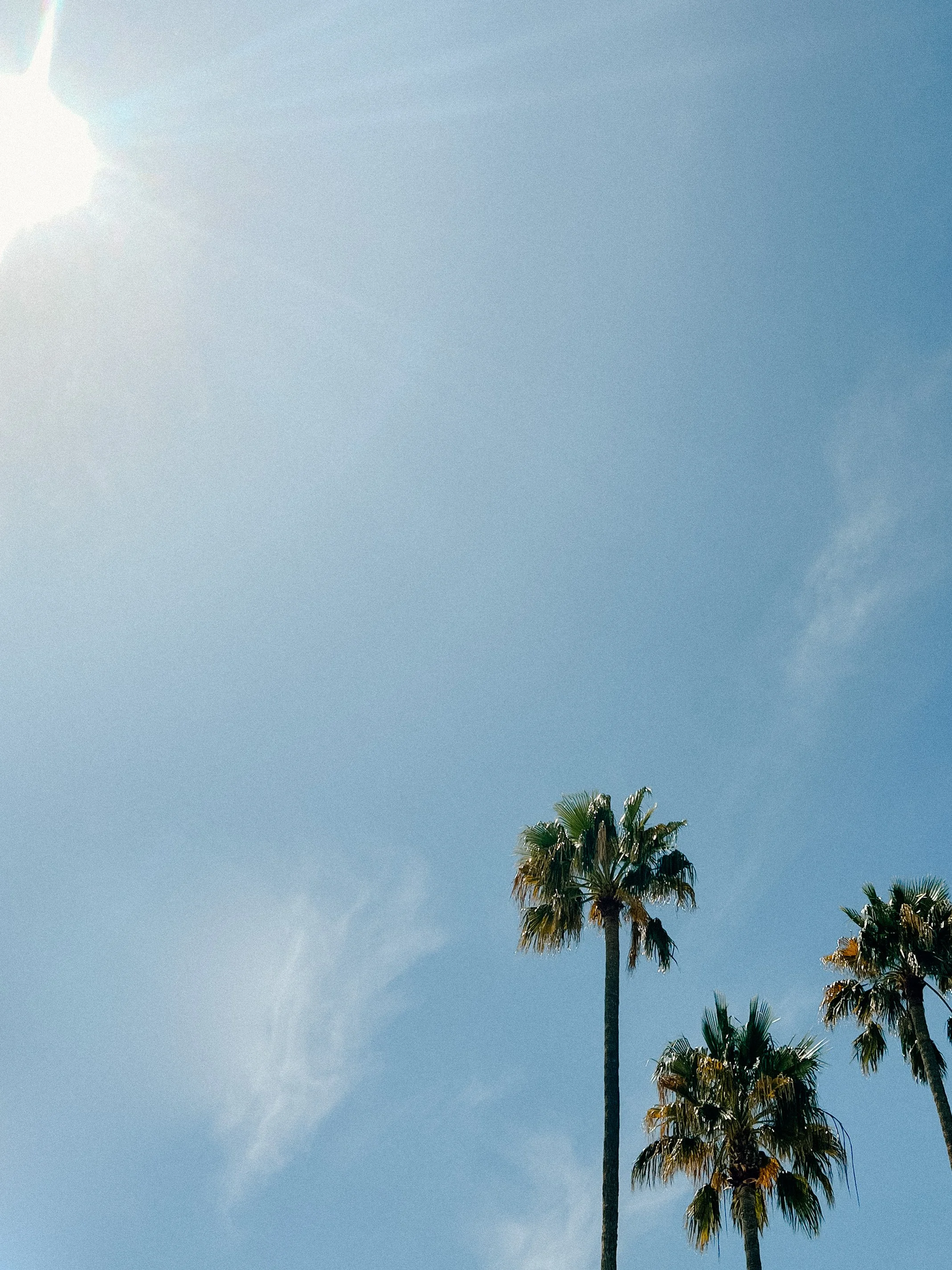 Three palm trees against a clear blue sky with the sun shining from the upper left corner.