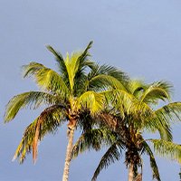 A cluster of palm trees against a light blue sky.