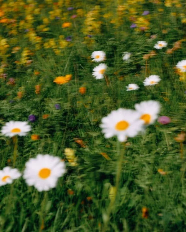 Blurred photo of a field of wildflowers including daisies, yellow, and purple flowers.