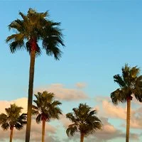 Several tall palm trees against a blue sky with a few clouds.