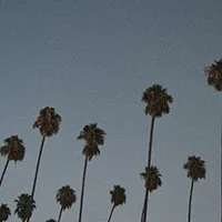 Several tall palm trees against a clear sky