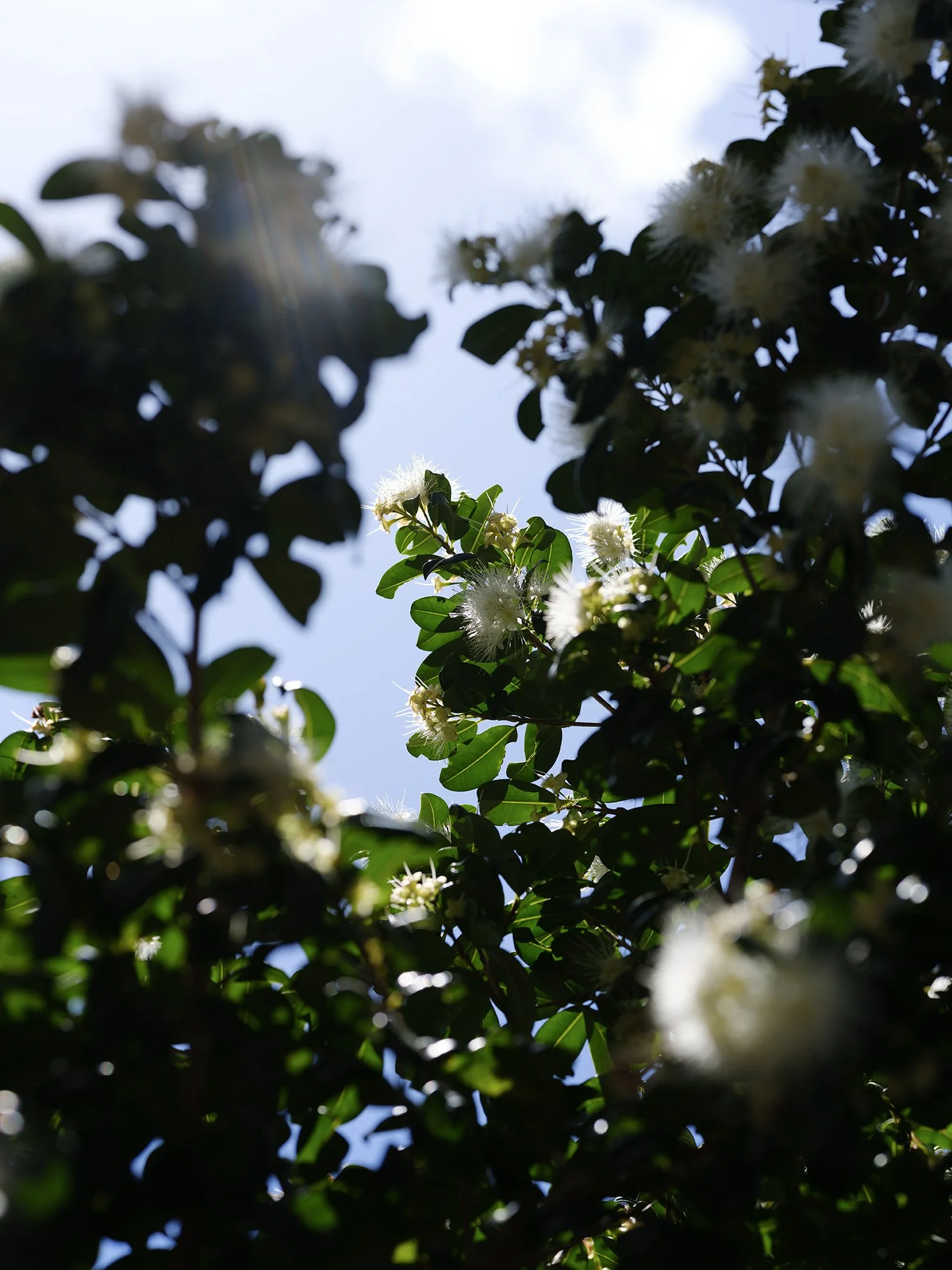 Sunlight filtering through leaves and white flowers on a tree against a blue sky.