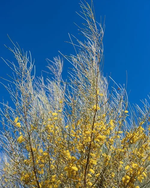 Yellow flowers on desert shrub against blue sky