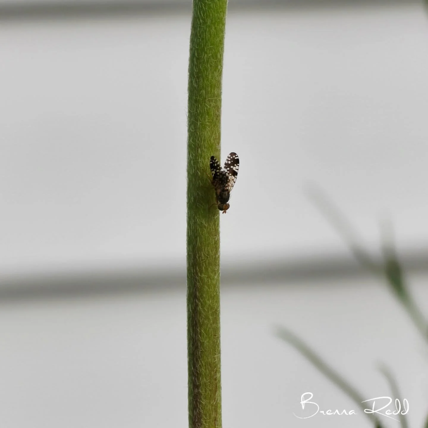 #photooftheday  #flatidplanthopper #macrophoto