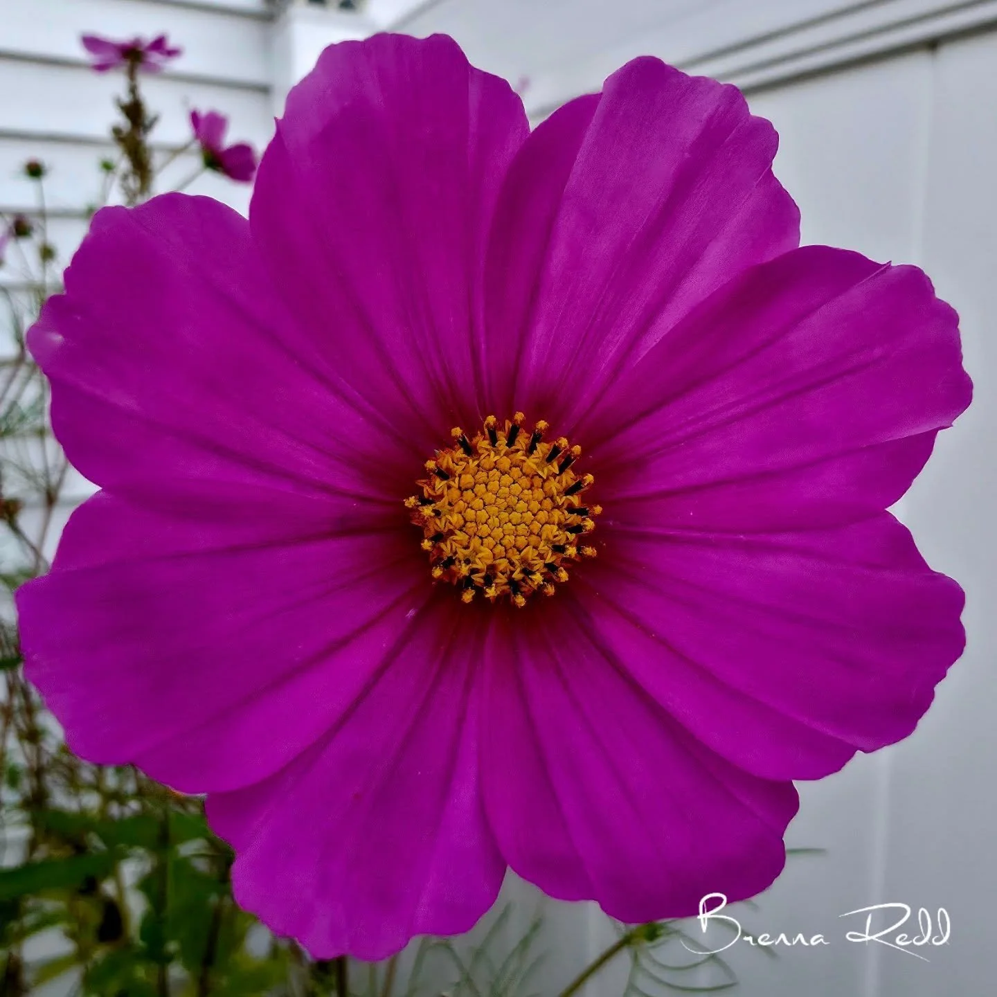 It's hard to believe that flower season is coming to an end, but l'm excited to find new models for the winter months! 

This year's garden has taught me a lot and I have big plans for next year's garden 🌸

#photooftheday  #cosmos  #gardening