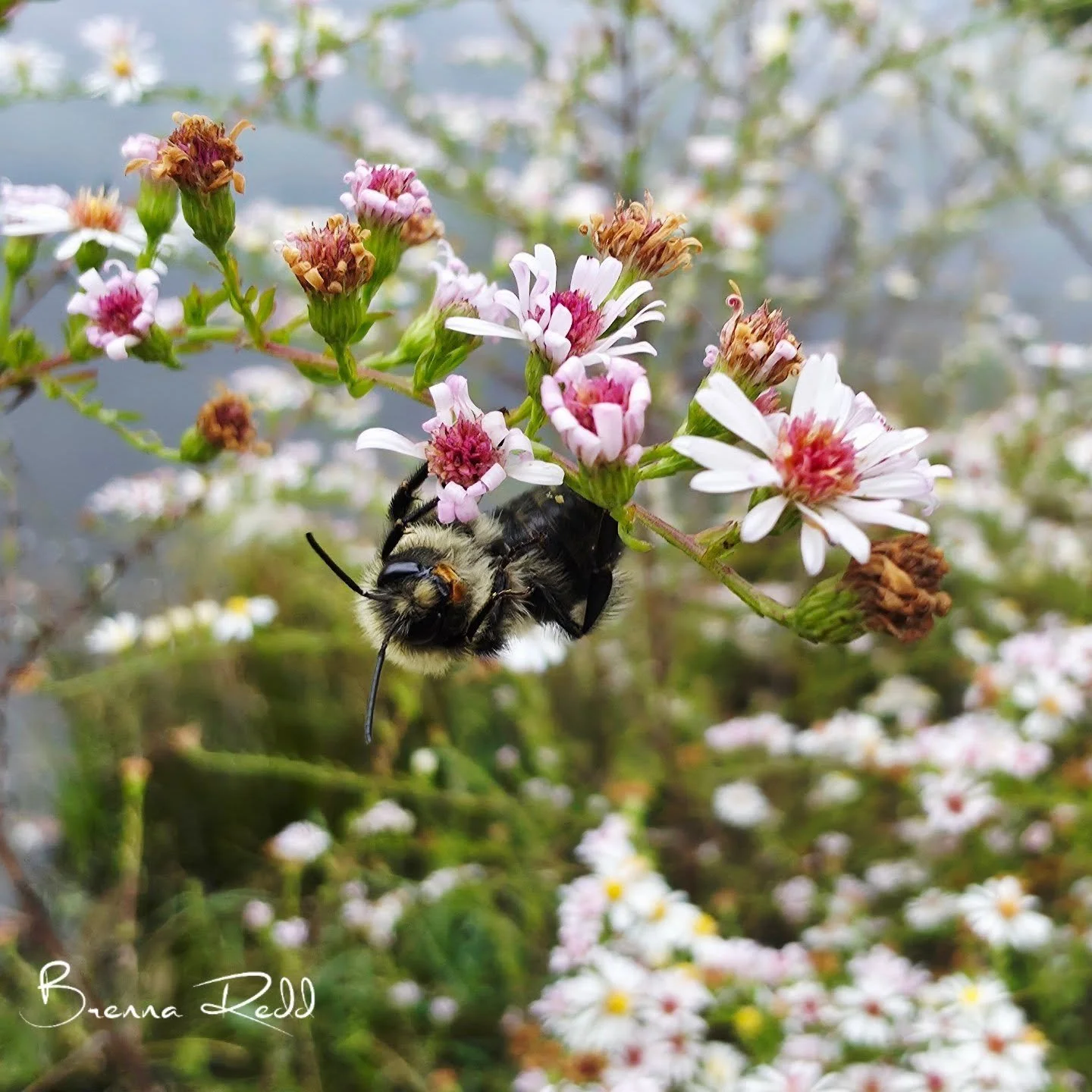 Caught this guy working by the pond 🐝

#photooftheday  #naturecloseup