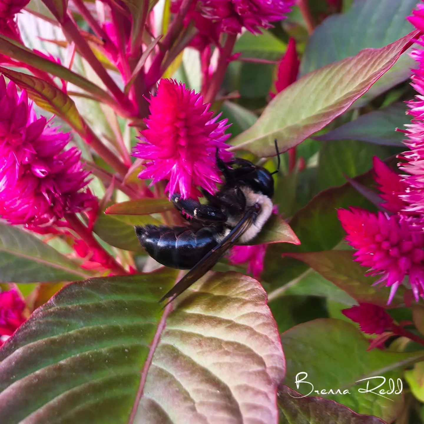 #photooftheday  #beesofinstagram  #naturephotography