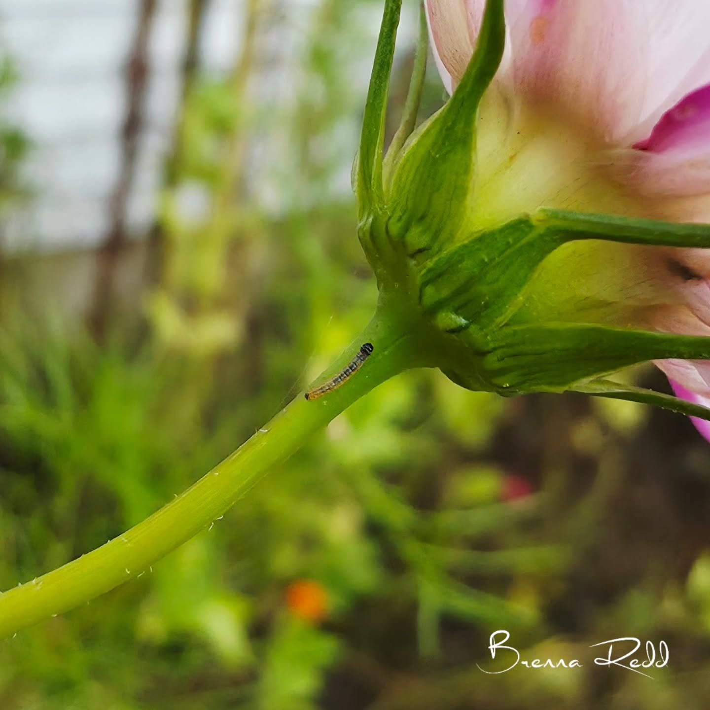 This little guy made his way to my hand while I was cleaning up the garden, so I found him a spot on one our Cosmos. Love the catching the little details.

#macrophotography  #gardenlife  #photooftheday