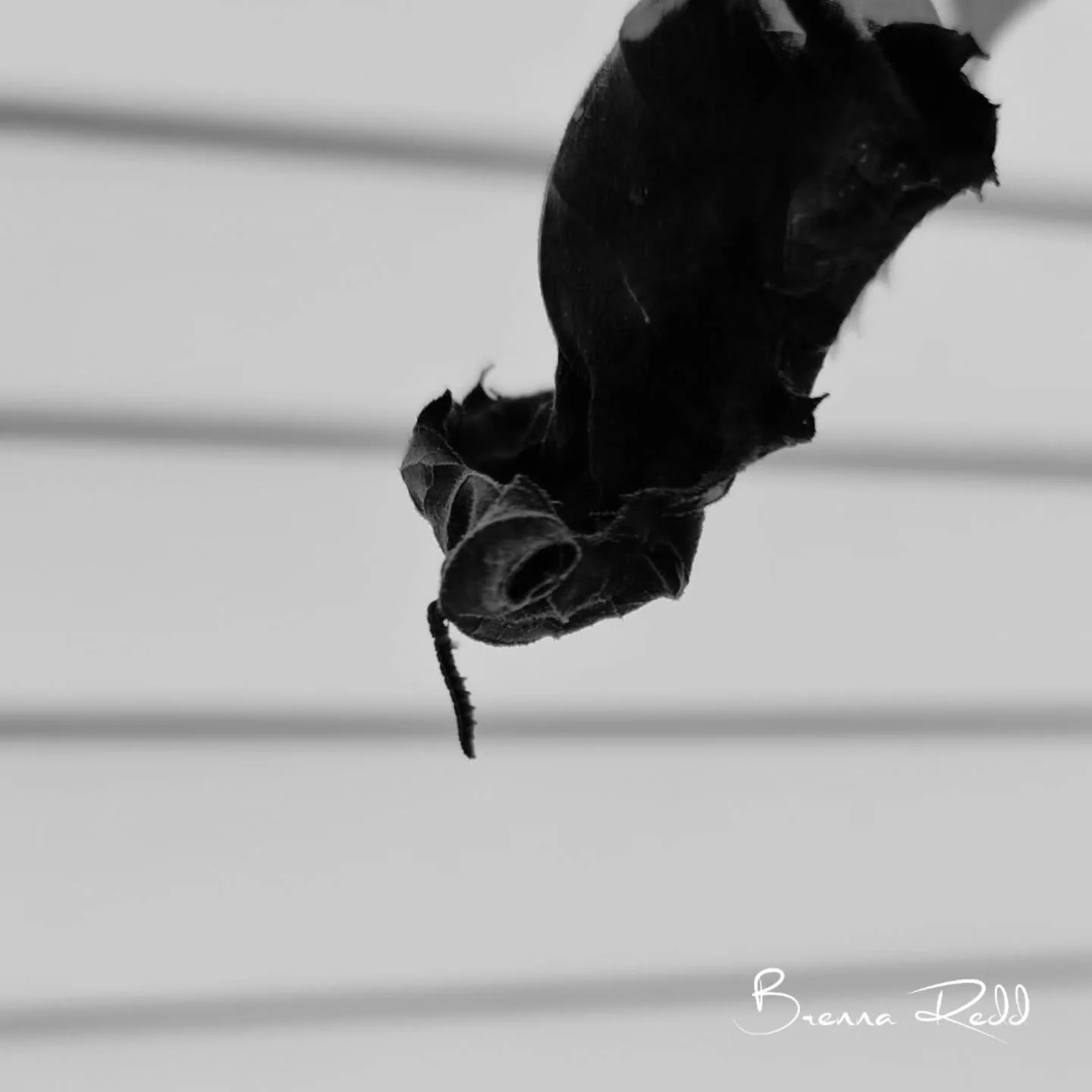 On days you feel like you're a bit too small for this big world and you're hanging on for dear life, just hold on. 

#photooftheday  #macrophotography  #caterpillar
