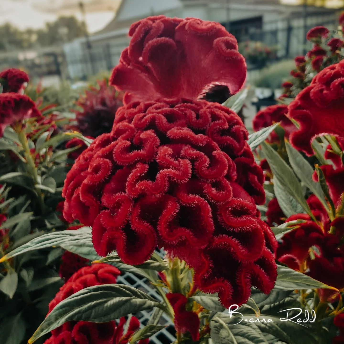 🌺 Nature really doesn&rsquo;t hold back on creativity&mdash;just look at this incredible Celosia (a.k.a. cockscomb)! The velvety folds and vibrant red color almost look like coral, or even a brain 🌱✨.

This unique flower is not only stunning in gar