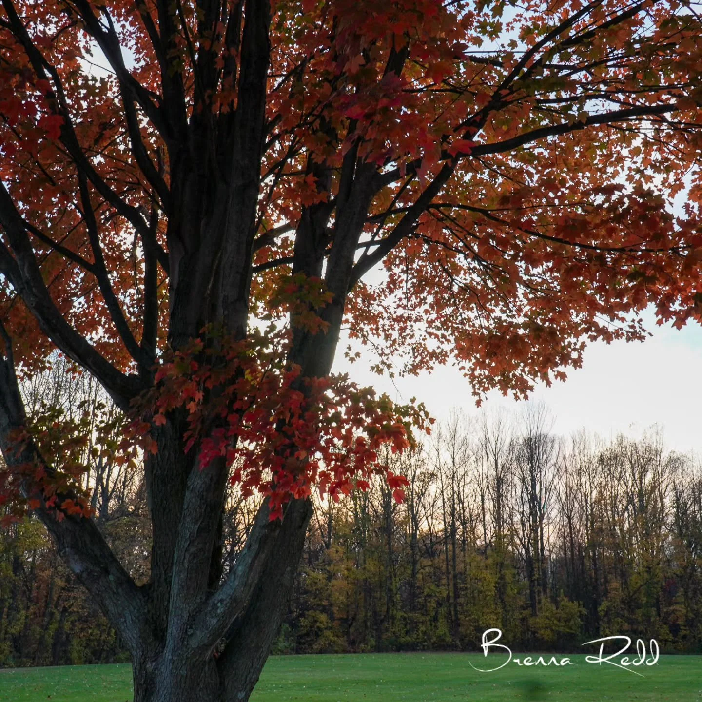 #photooftheday  #autumnleaves