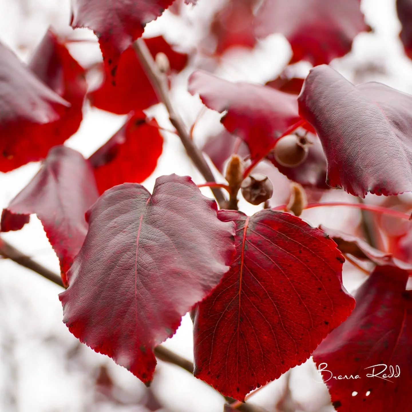 #photooftheday  #fallleaves #njphotographer