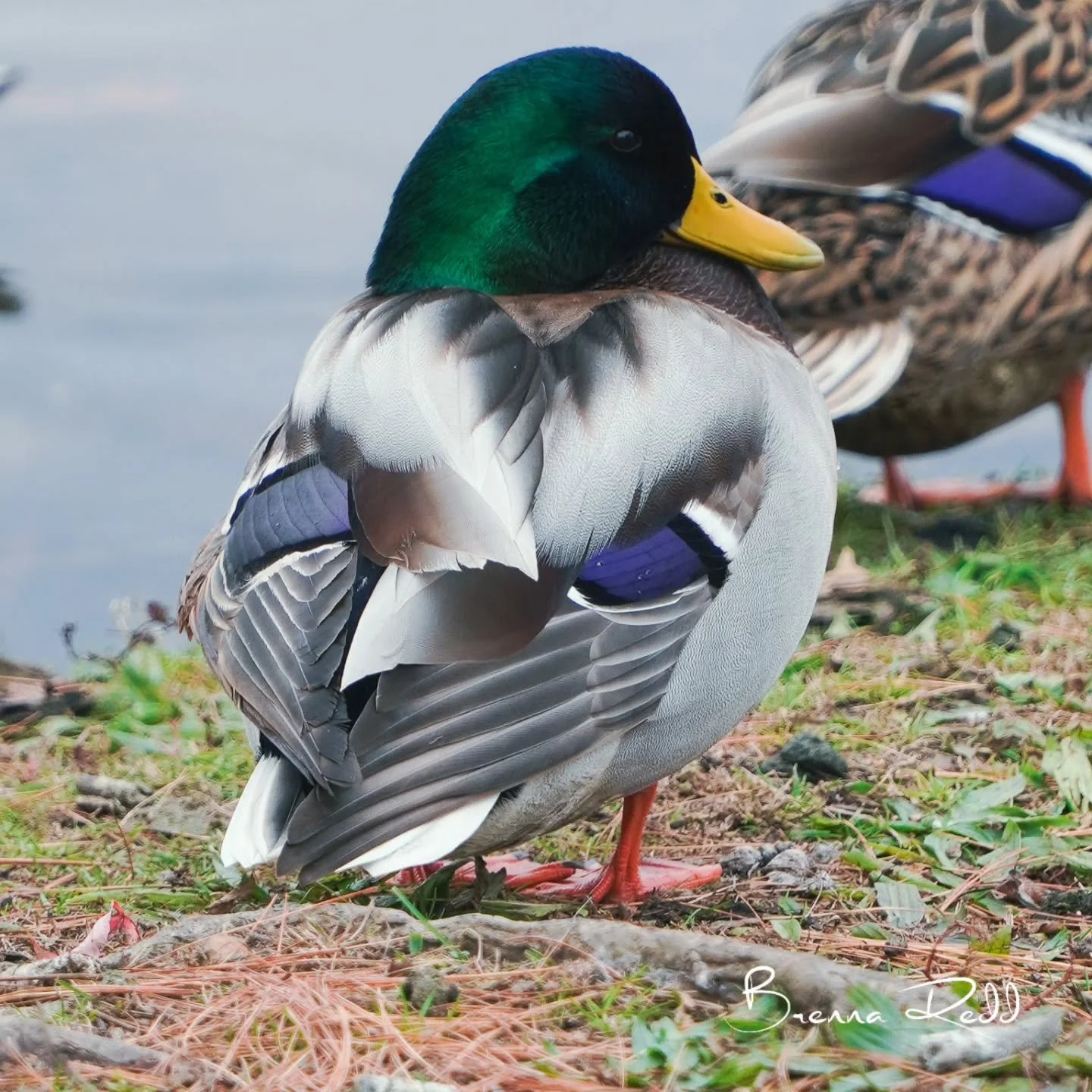 #mallardduck #naturecloseup #photooftheday