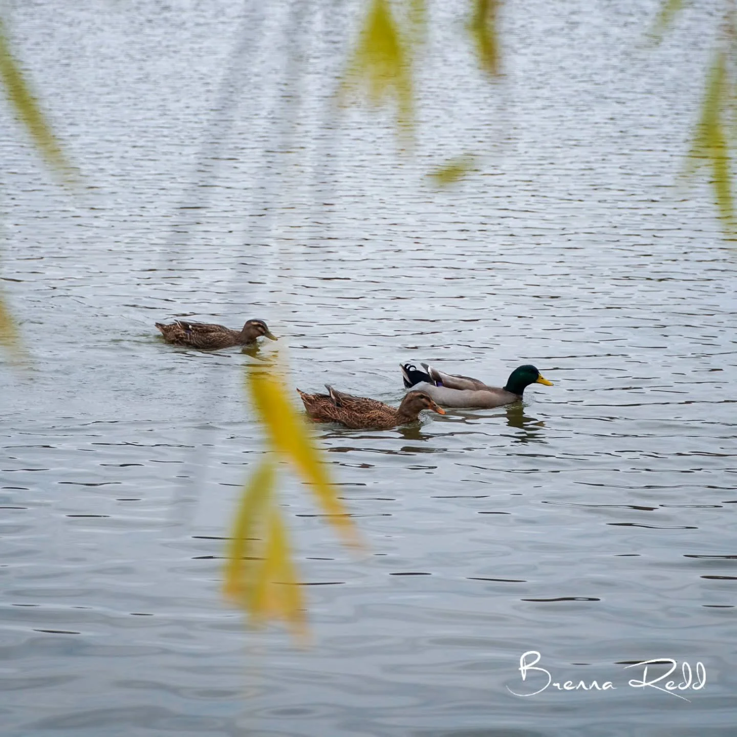 #photooftheday #duckstagram #naturephotography❤️