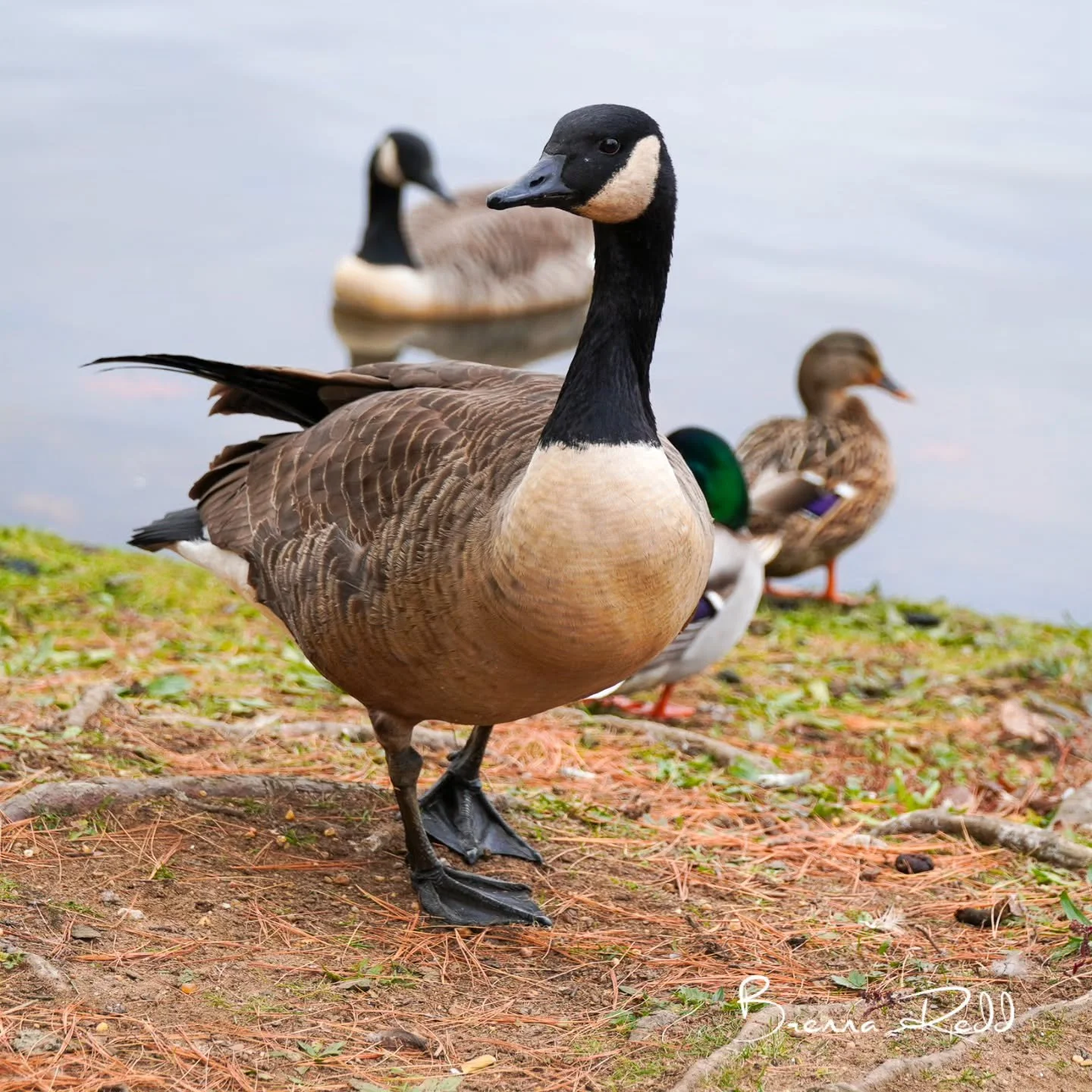 #photooftheday  #goose  #fallcolors