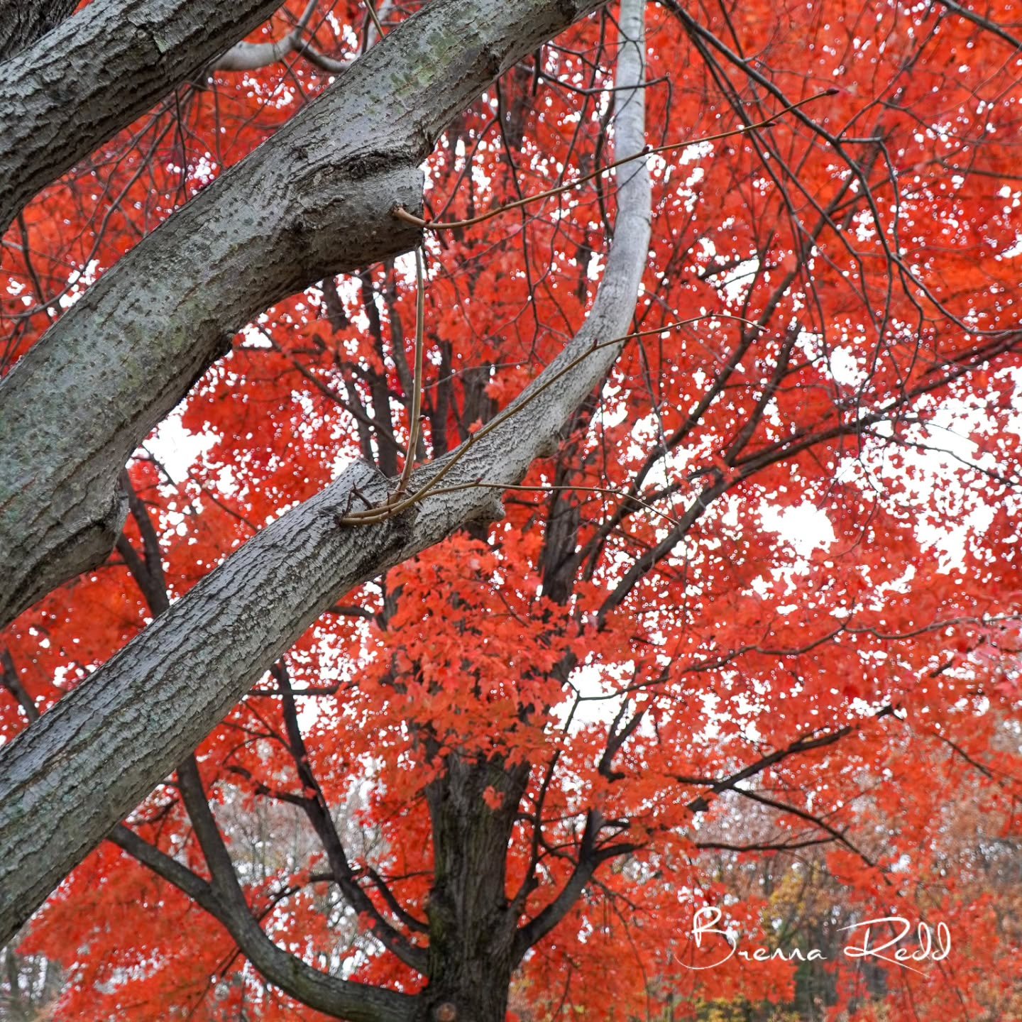 I will never get tired of seeing these fall colors 🍁🍂🍁

#photooftheday  #fallfolliage