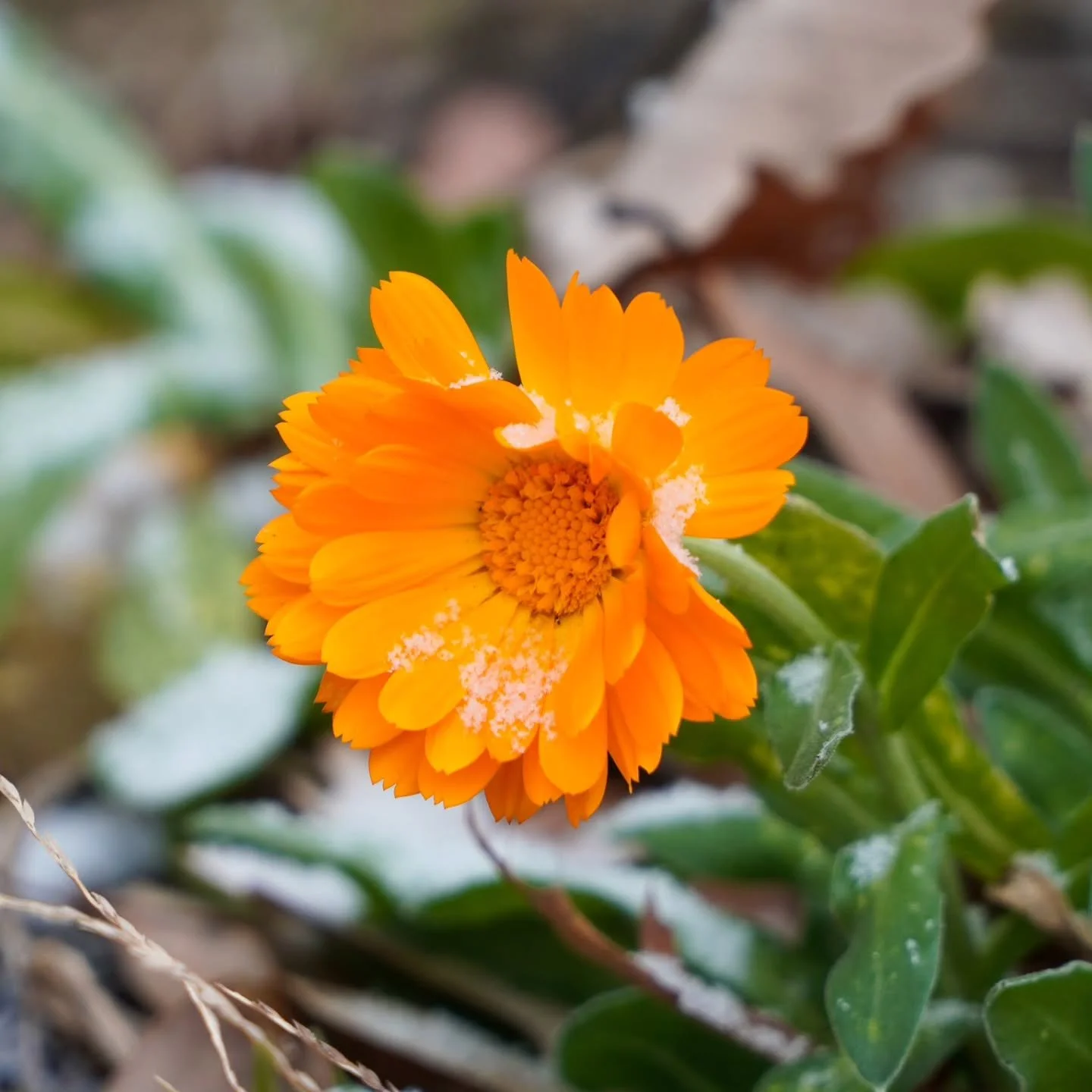 First signs of winter ❄️

#naturephotography  #photosoftheday  #snowday