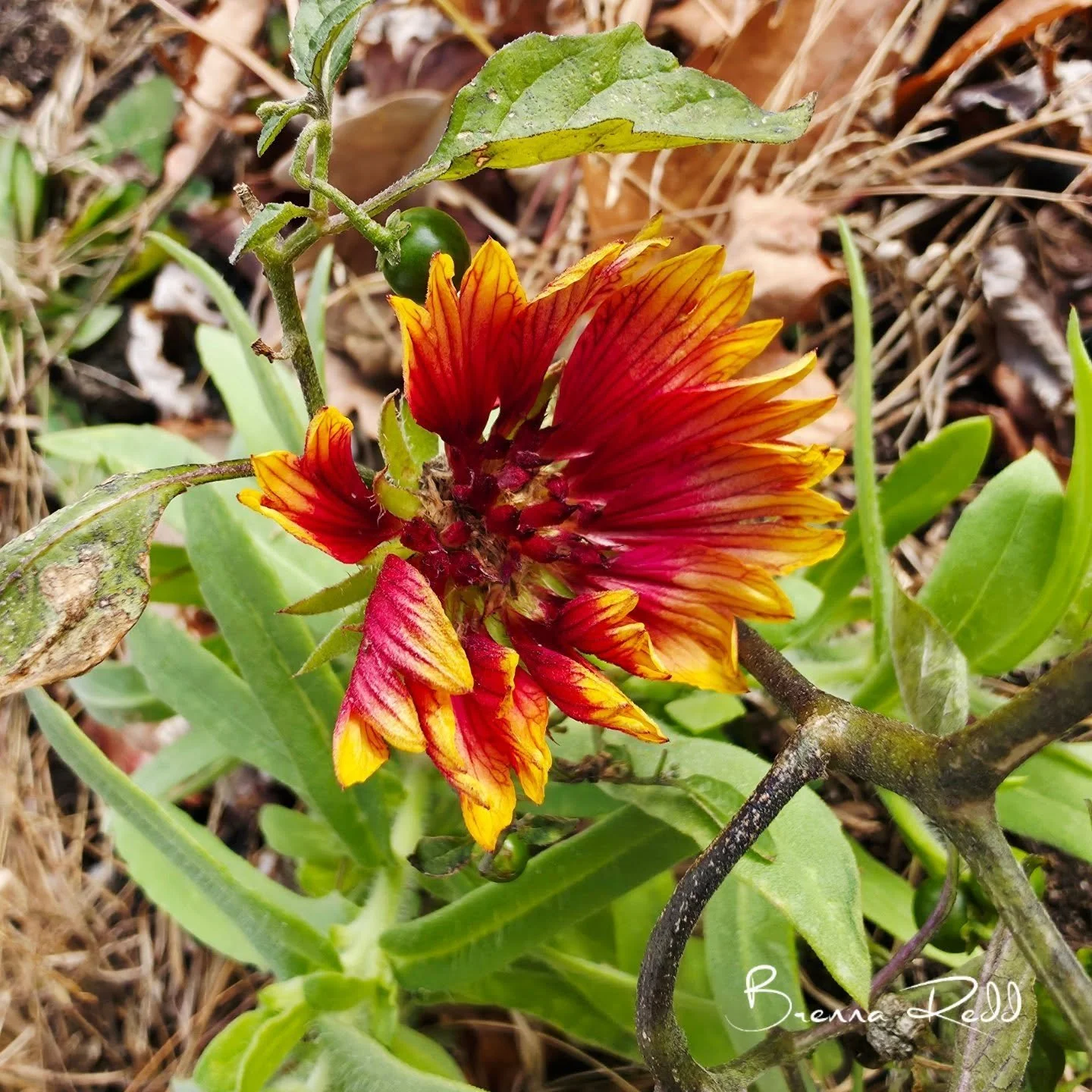 I found this straggler growing in my wildflower garden. I never saw any of these through spring or summer, but here one is just before winter. 

#photooftheday  #wildflowersofinstagram