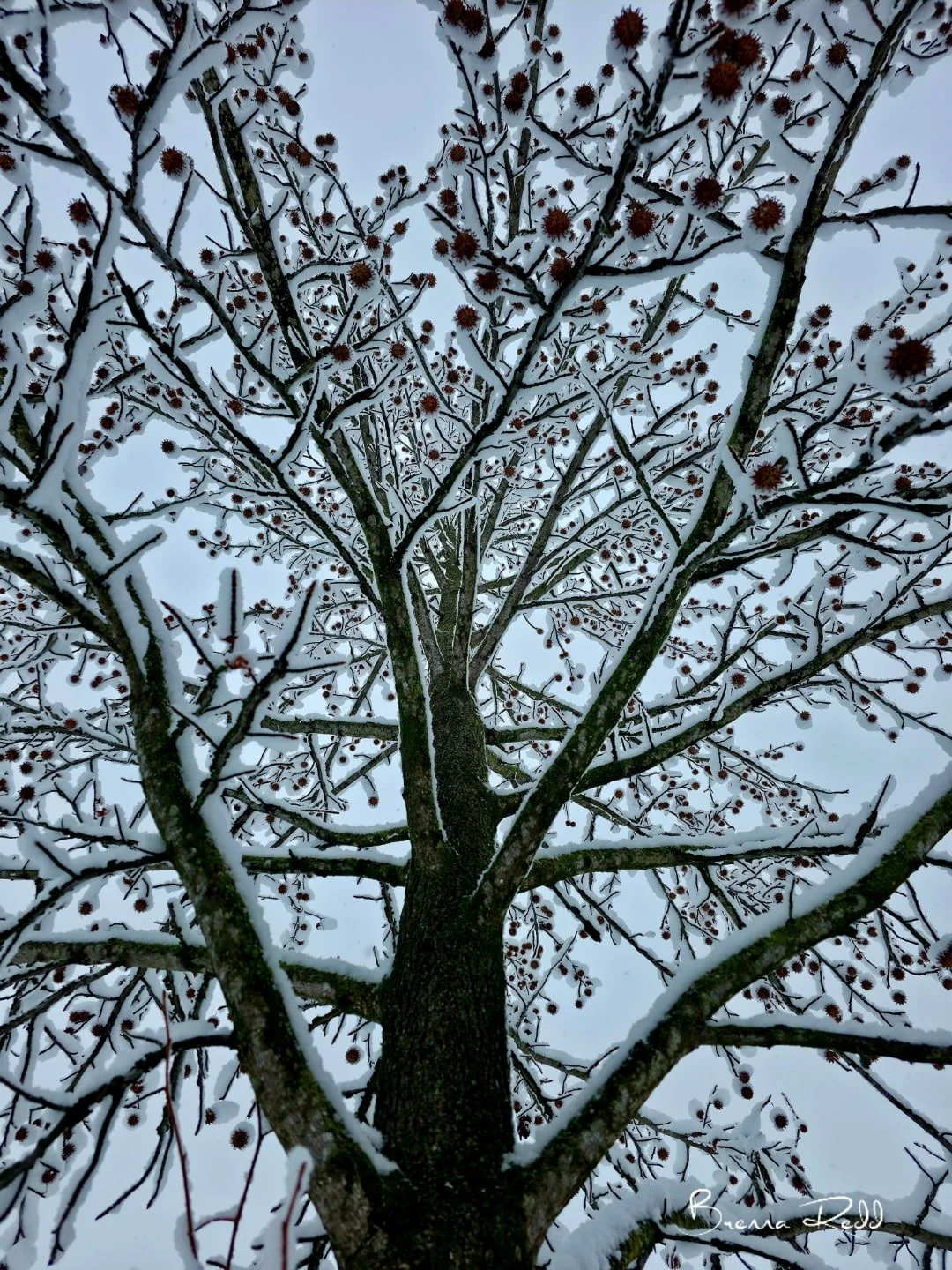 #photooftheday  #winterwonderland  #freshsnowfall