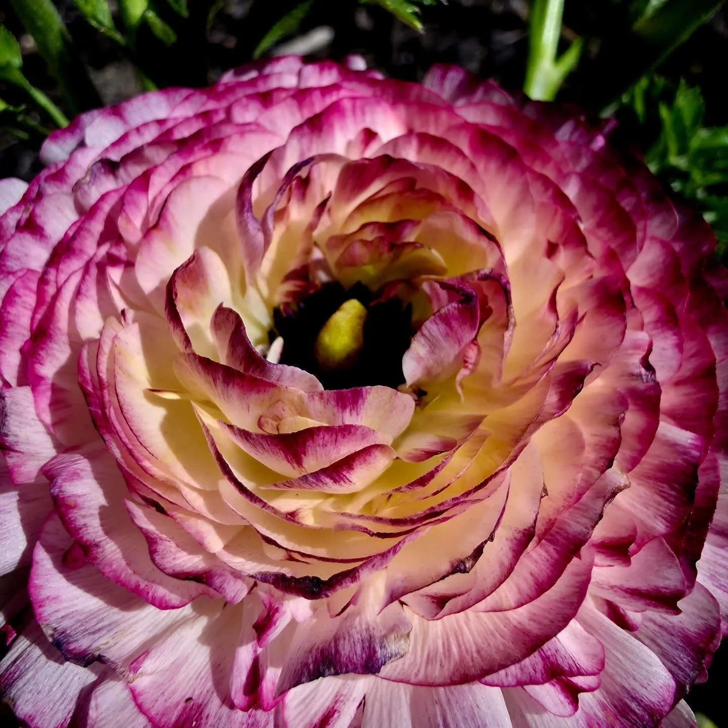 Spring is here and the Ranunculus is in bloom! 🌸

#flowerphotography #naturecloseup