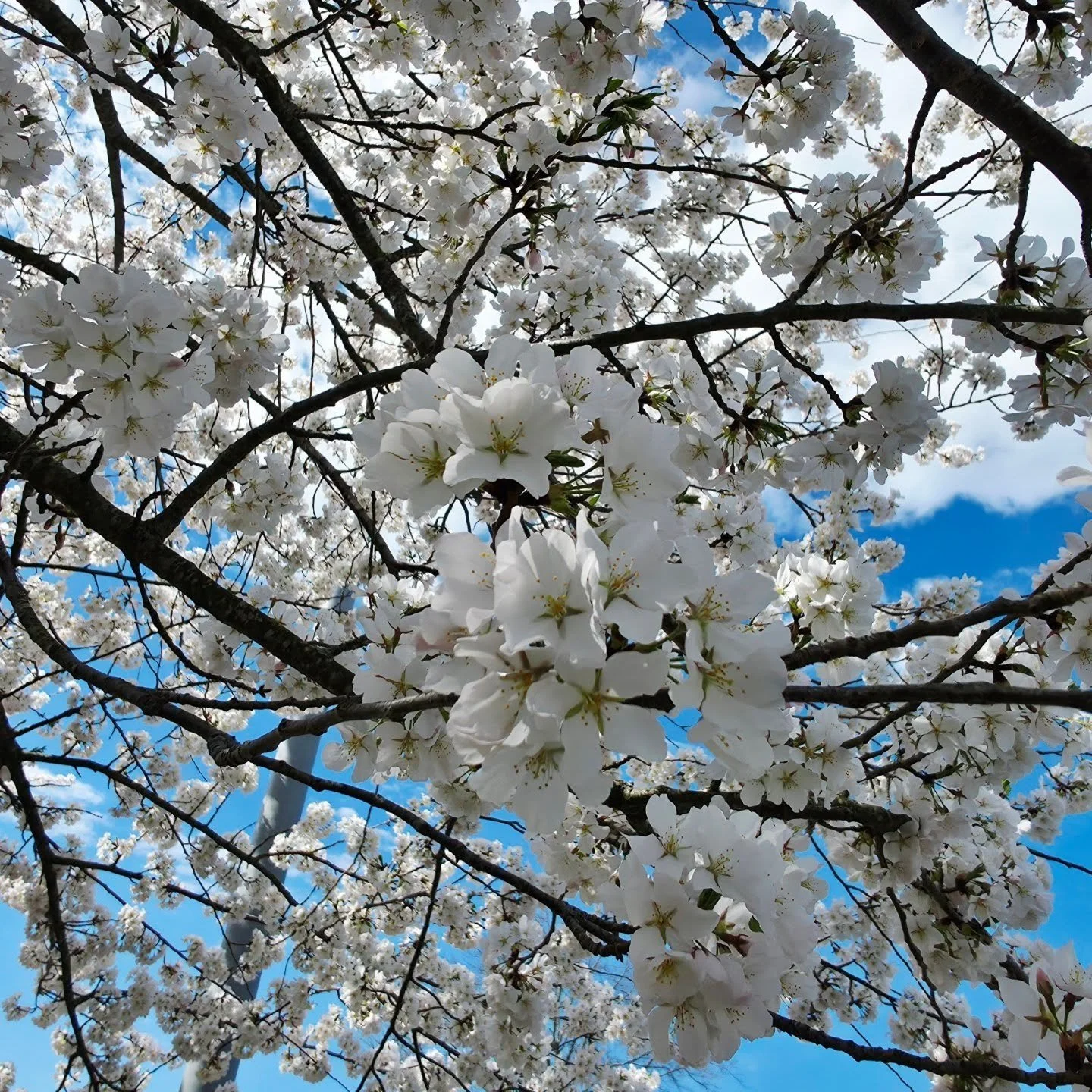 #springhassprung  #floweringtrees #naturephotography