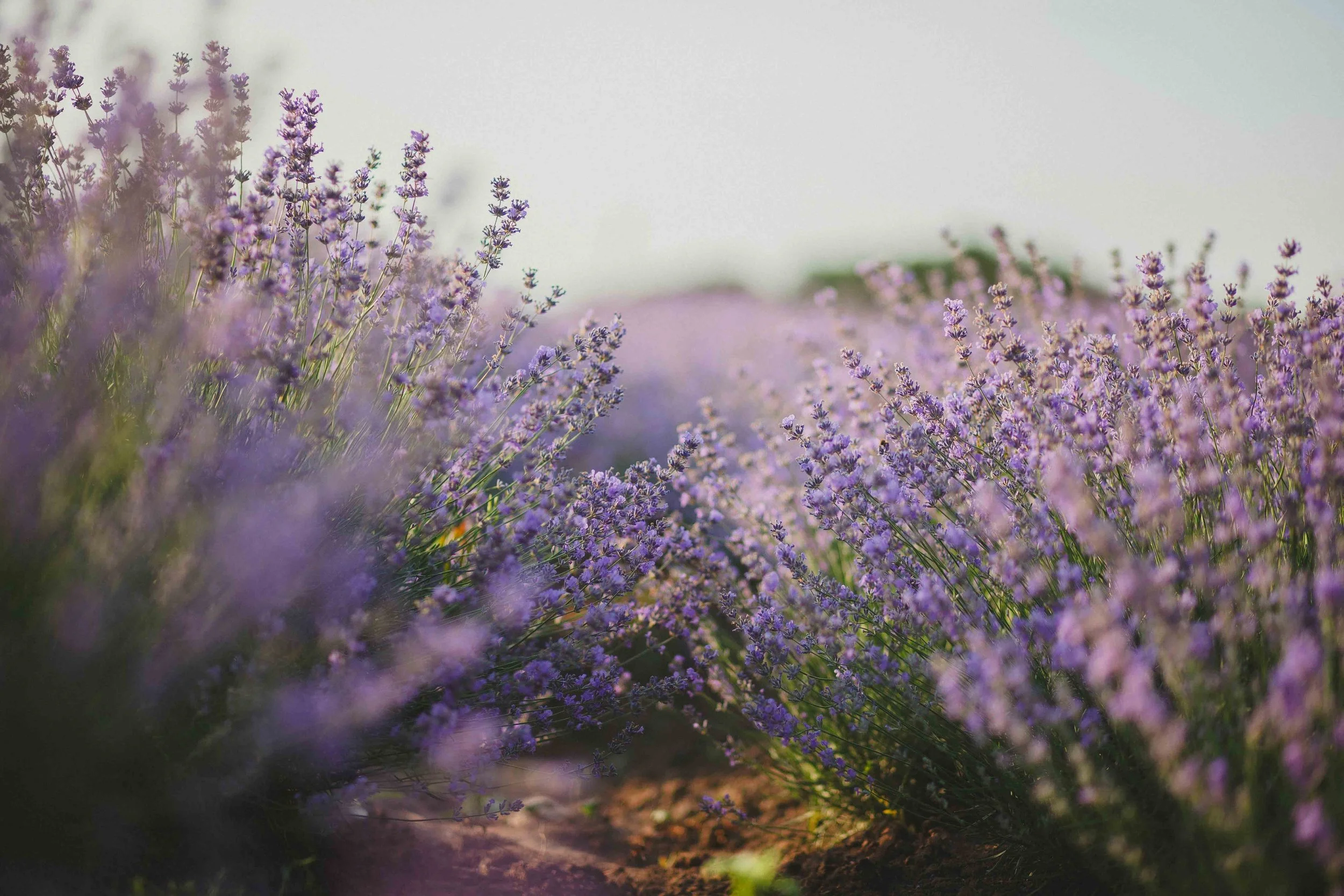 aromatic-blooming-blooming-lavender-1201540.jpg