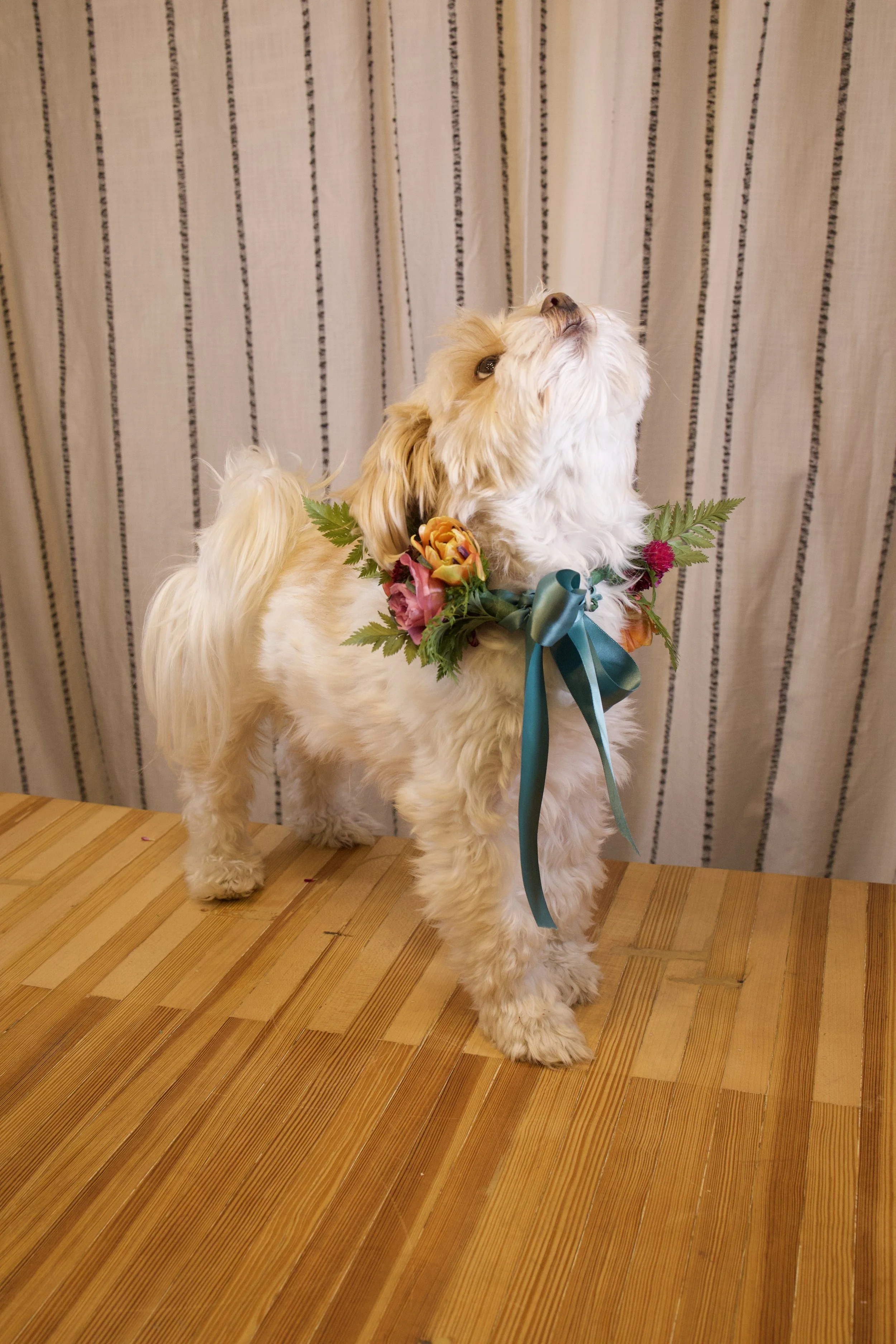 A fluffy beige and white dog wearing a colorful flower collar with a teal ribbon, standing on a wooden table against a beige curtain with vertical stripes.