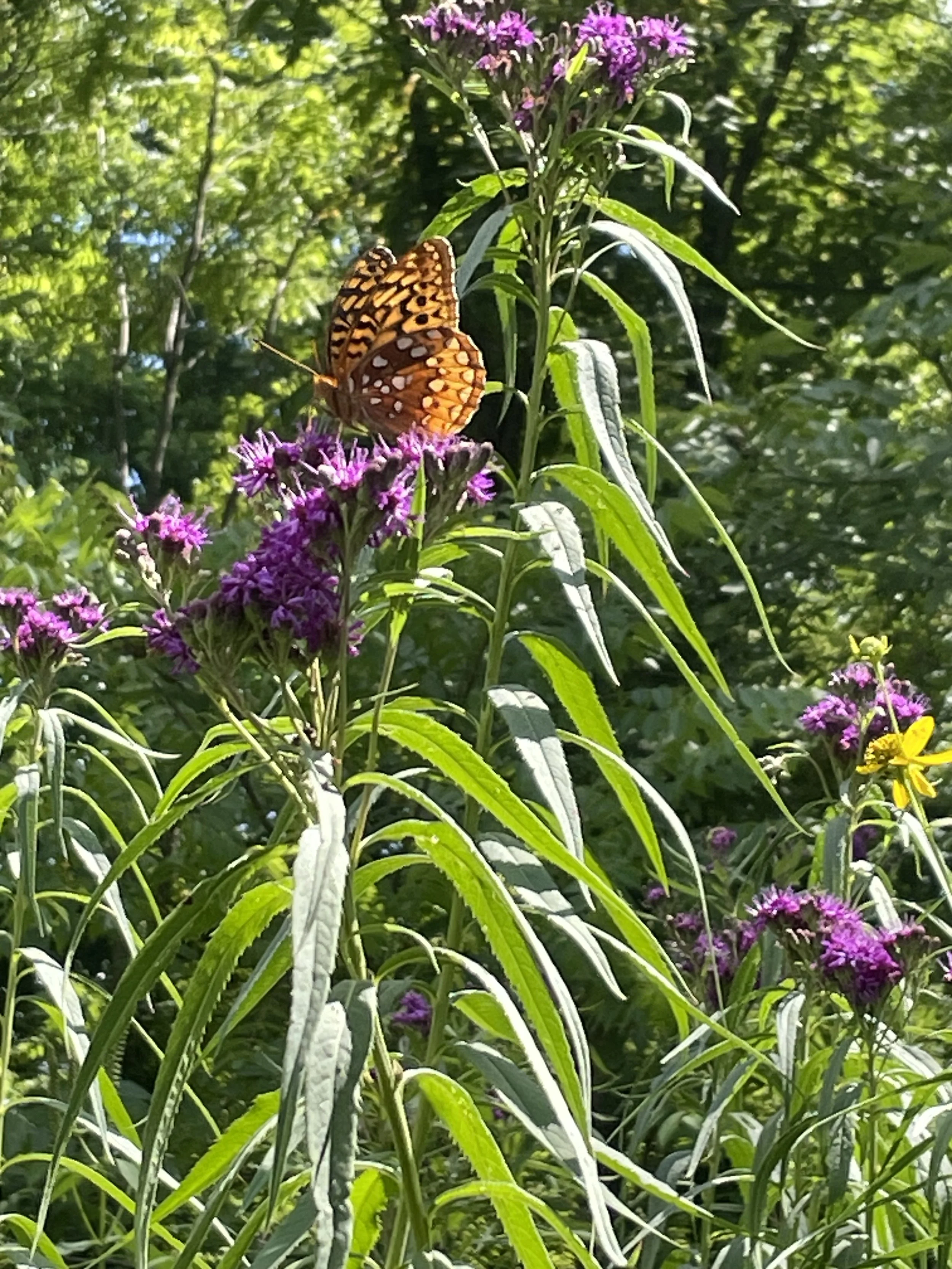 Butterfly &amp; Pollinator Care... our foodline: Culture Days