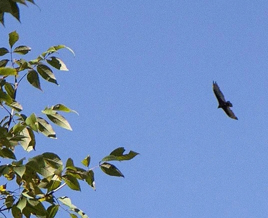 Get Ready for Migratory Bird Day: Culture Days