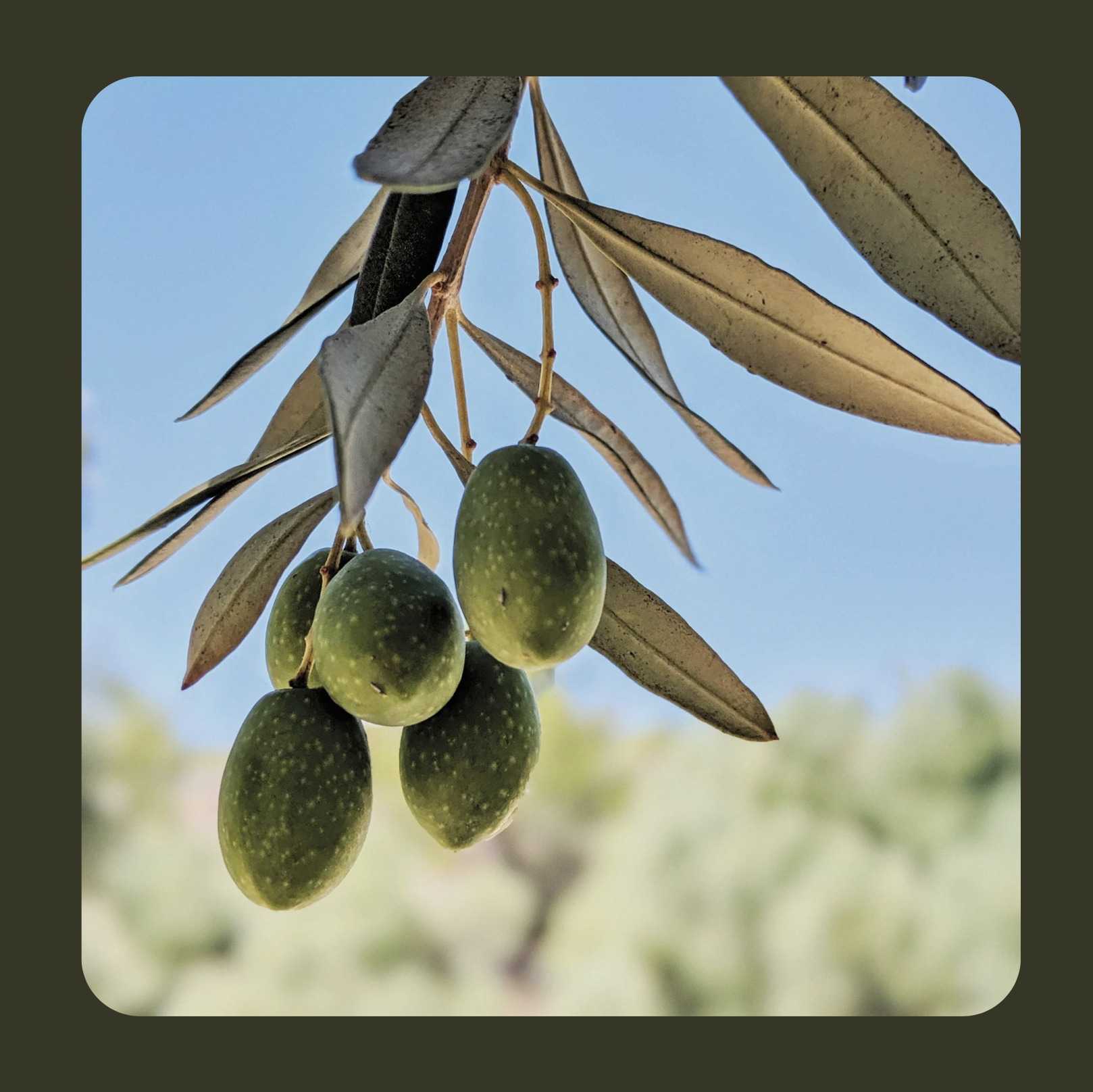 Olive Case Study Header.png