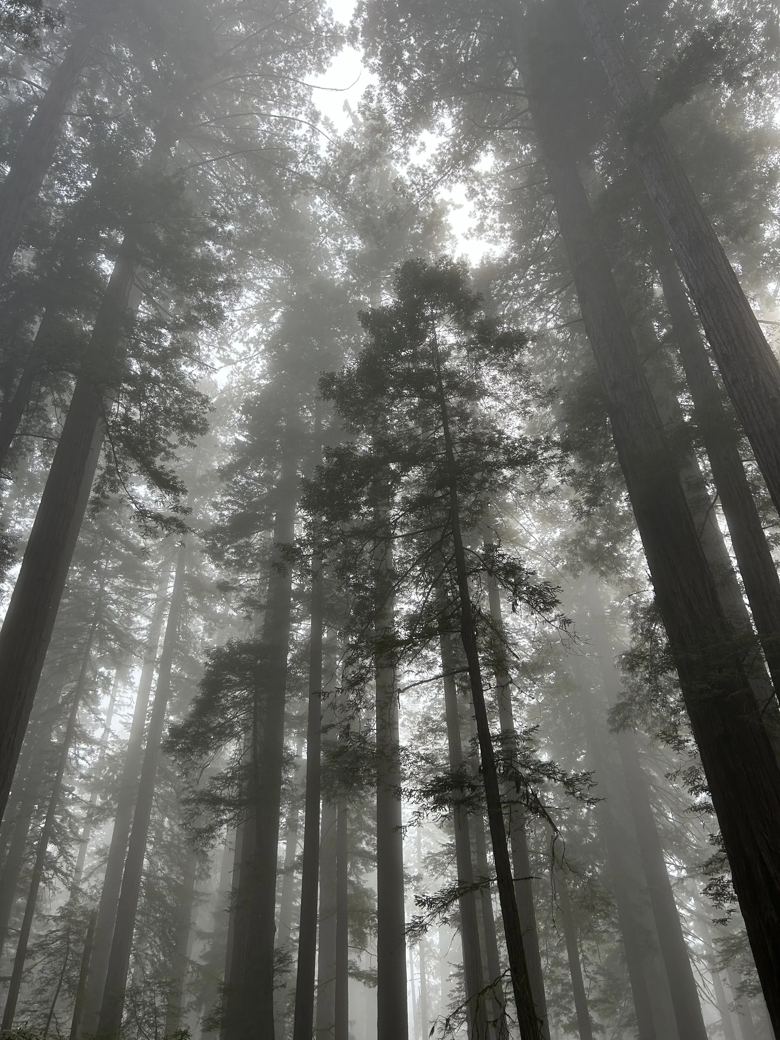 a misty photo of the redwoods