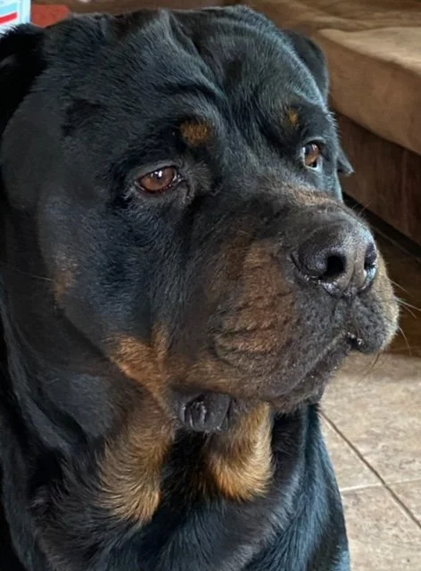 Hidden Bayou Rottweilers