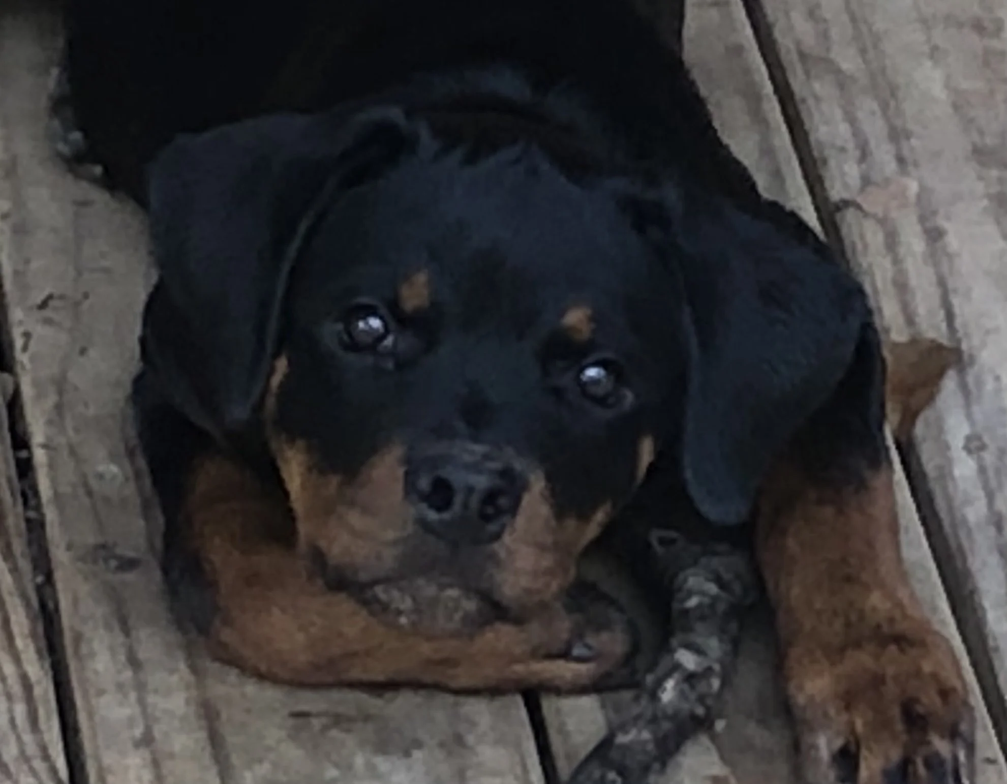 Hidden Bayou Rottweilers